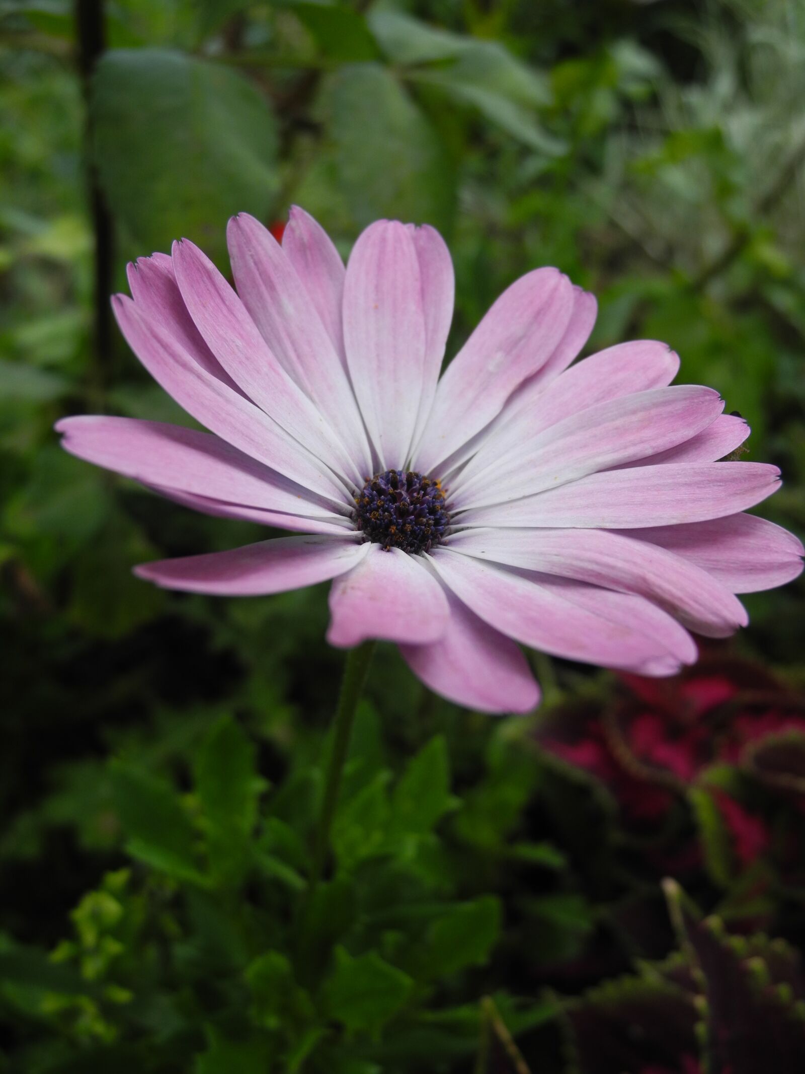 Nikon Coolpix P7000 sample photo. Pink flower, gradient, garden photography