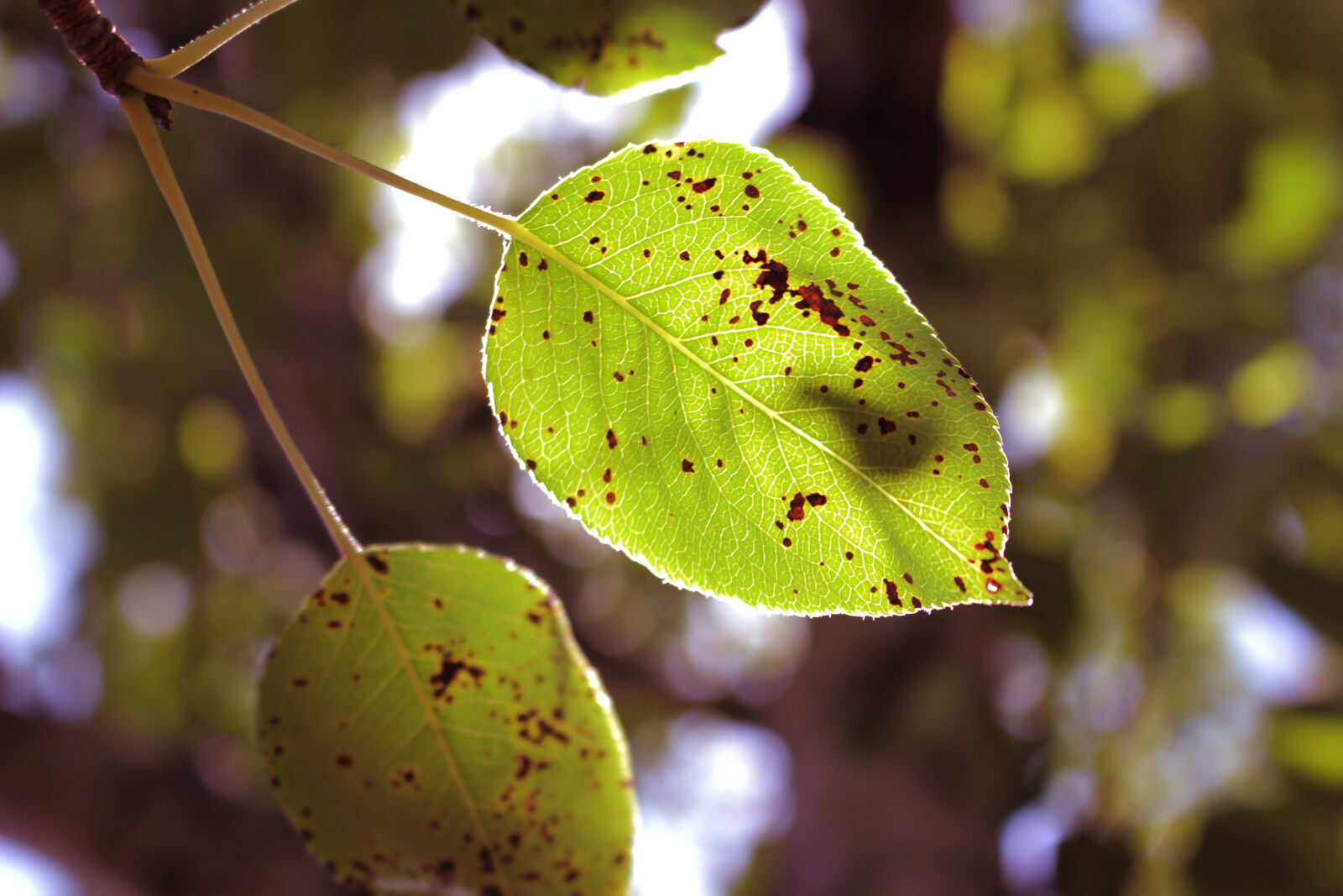 Canon EOS 100D (EOS Rebel SL1 / EOS Kiss X7) sample photo. Green, leaf, spring, leaf photography