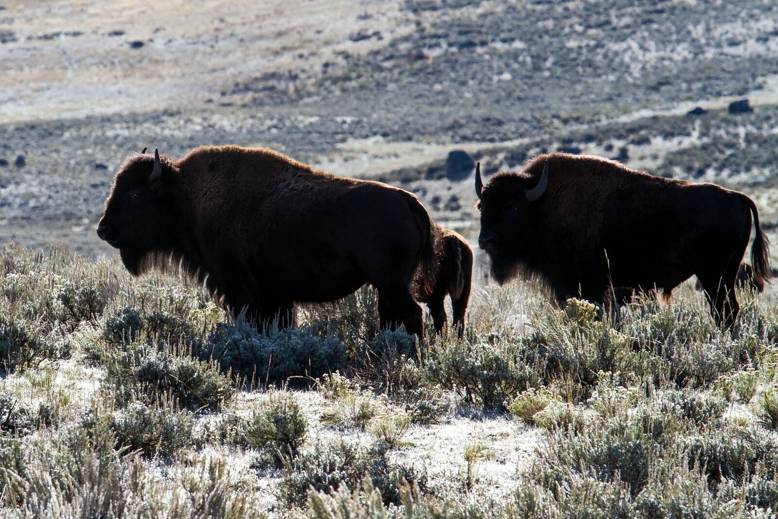 Canon EOS 7D sample photo. Yellowstone national park, wyoming photography