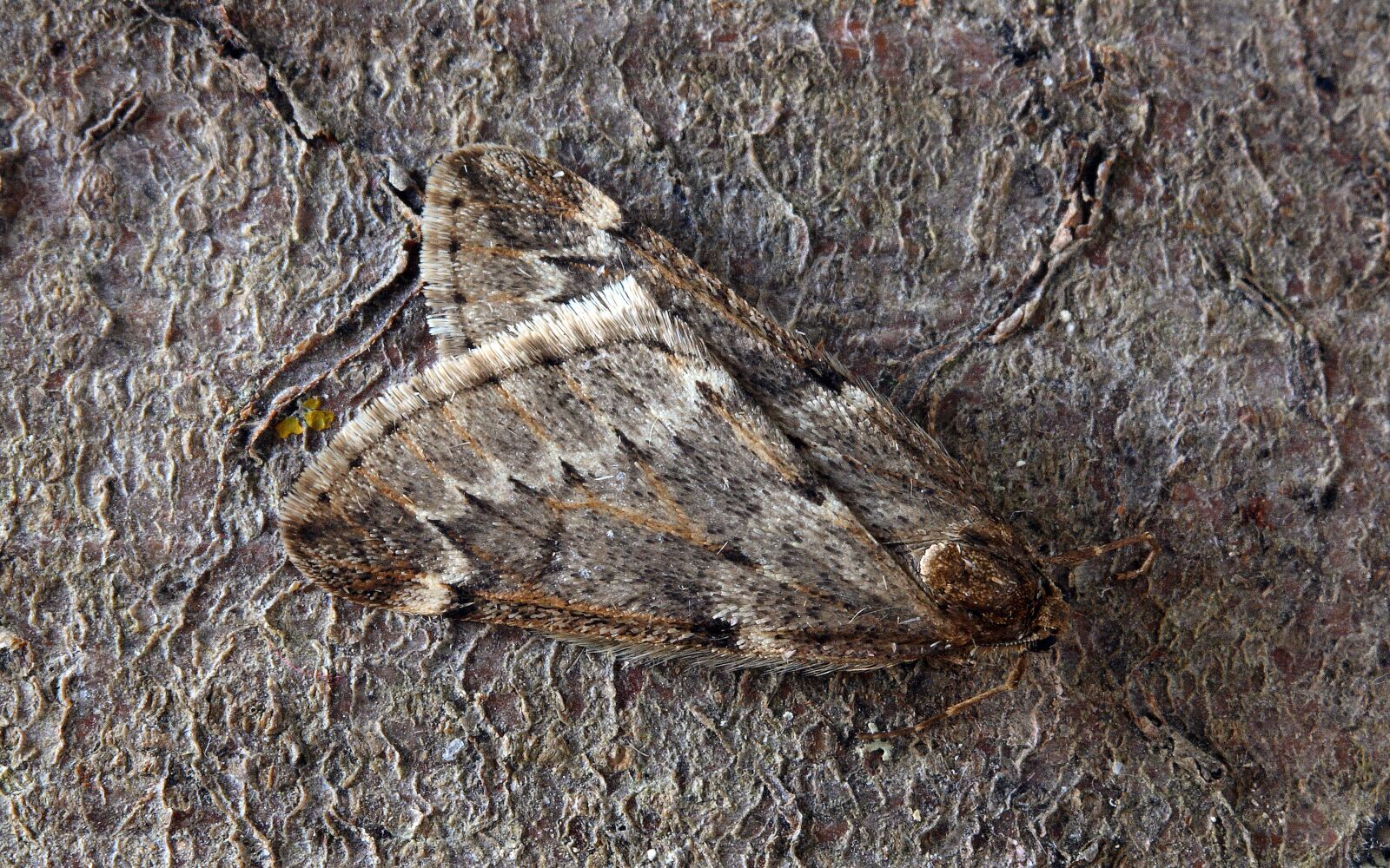 Canon EOS 400D (EOS Digital Rebel XTi / EOS Kiss Digital X) sample photo. Moth, macro, insect photography