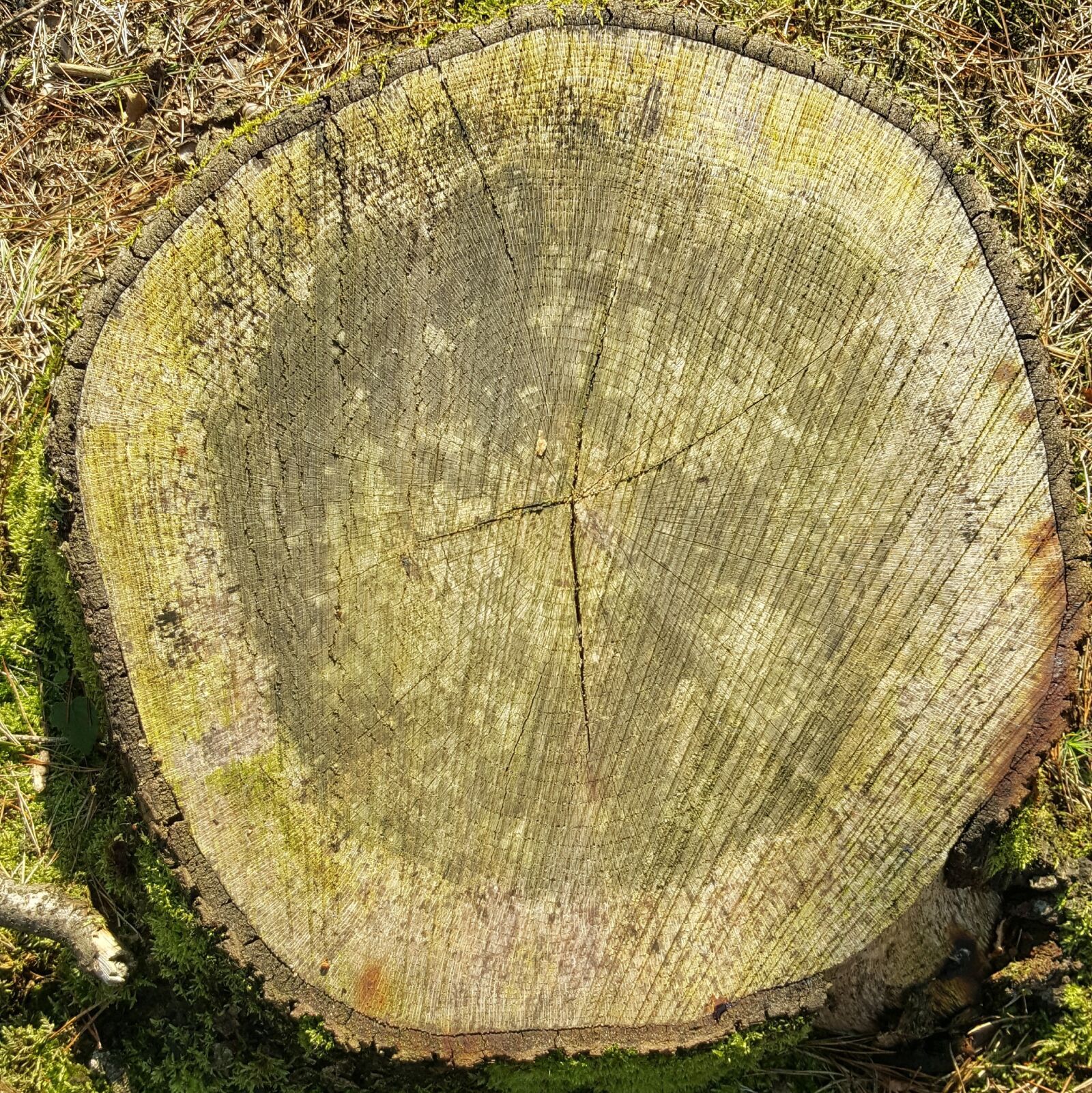 Samsung Galaxy S6 sample photo. Tree, nature, lives photography