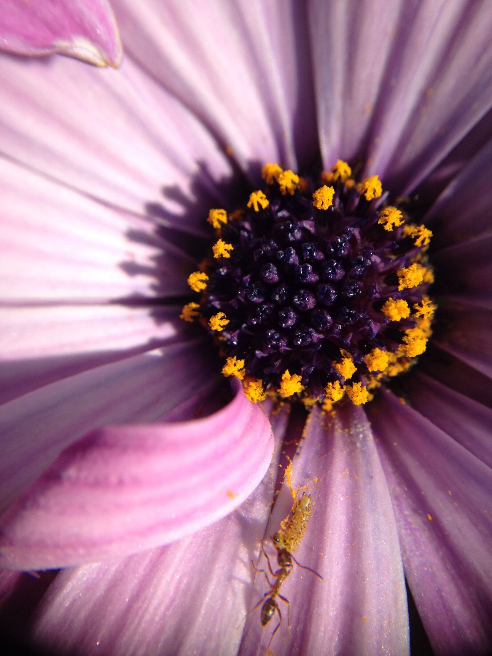 iPhone 5c back camera 4.12mm f/2.4 sample photo. Flower, nature, flora photography