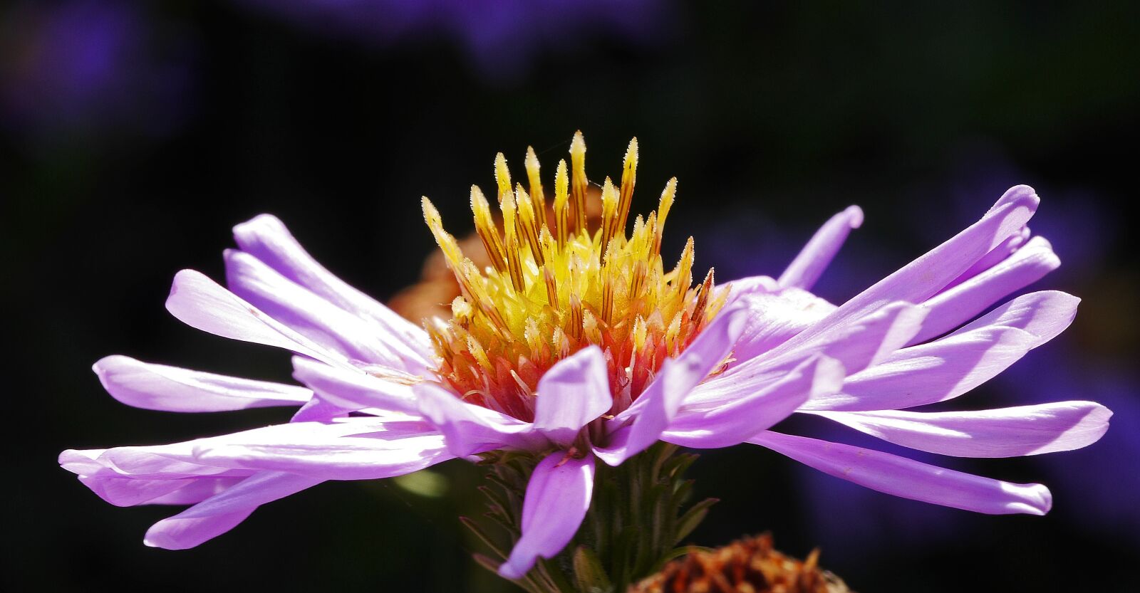 Panasonic Lumix DMC-GH3 sample photo. Aster flower, late summer photography