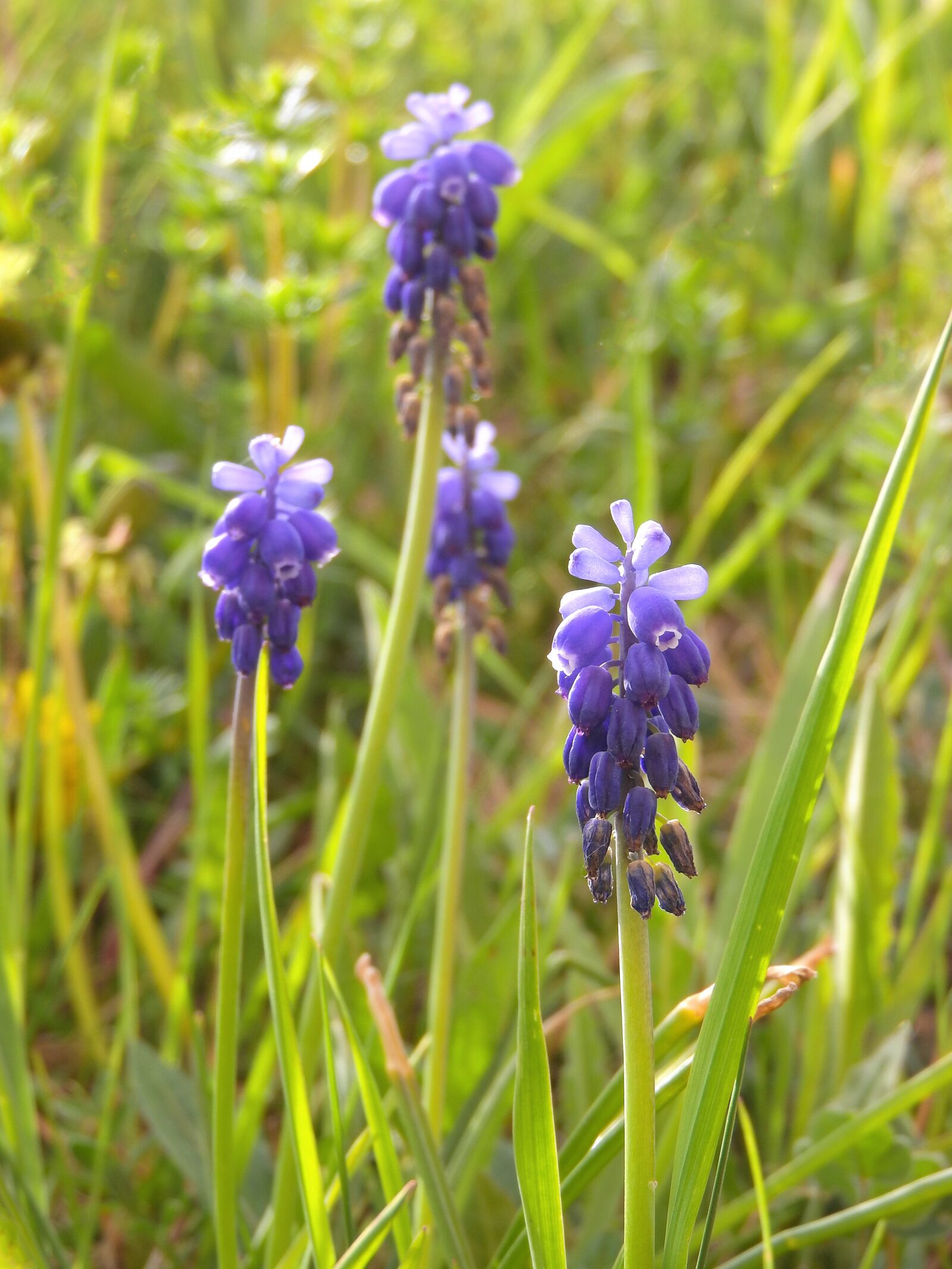 Nikon Coolpix P610 sample photo. Muscari, in the grass photography
