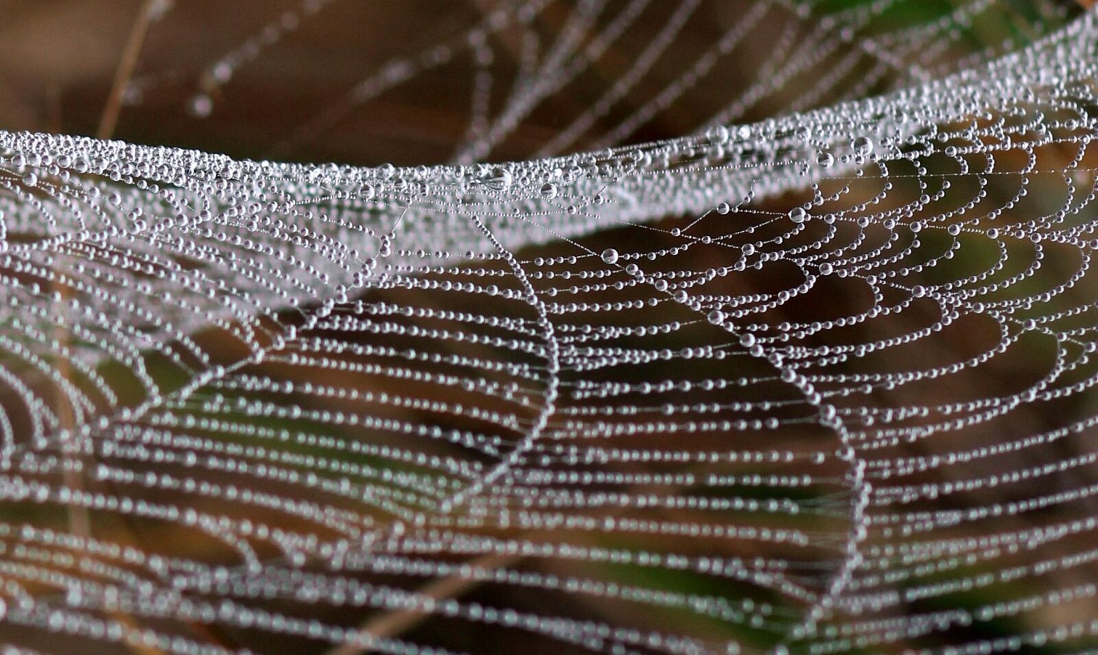 Canon EOS 700D (EOS Rebel T5i / EOS Kiss X7i) + Canon EF 85mm F1.8 USM sample photo. Spider web, drops, dew photography