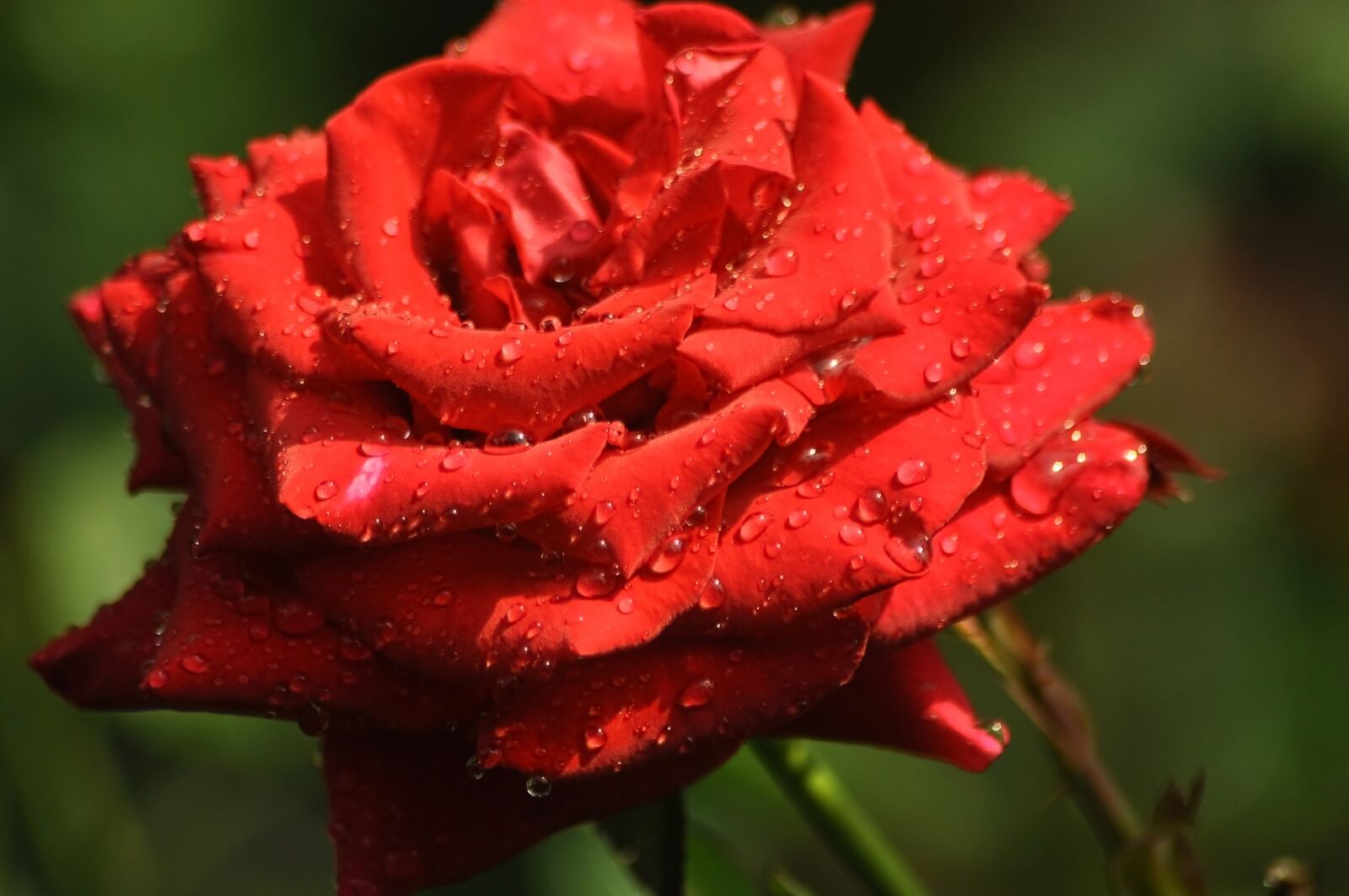 Nikon D90 sample photo. Rose, red, rosa photography