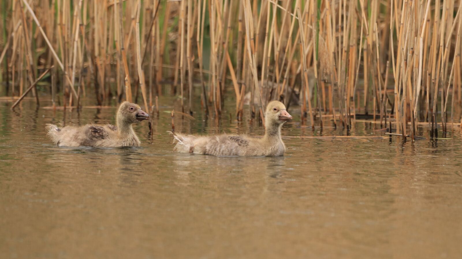 150-600mm F5-6.3 DG OS HSM | Contemporary 015 sample photo. Lake, water bird, nature photography