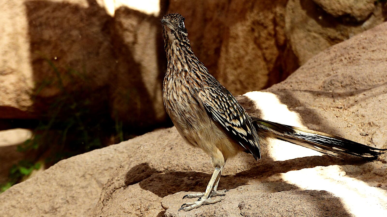 Panasonic Lumix DMC-FZ200 sample photo. Bird, runner, america photography