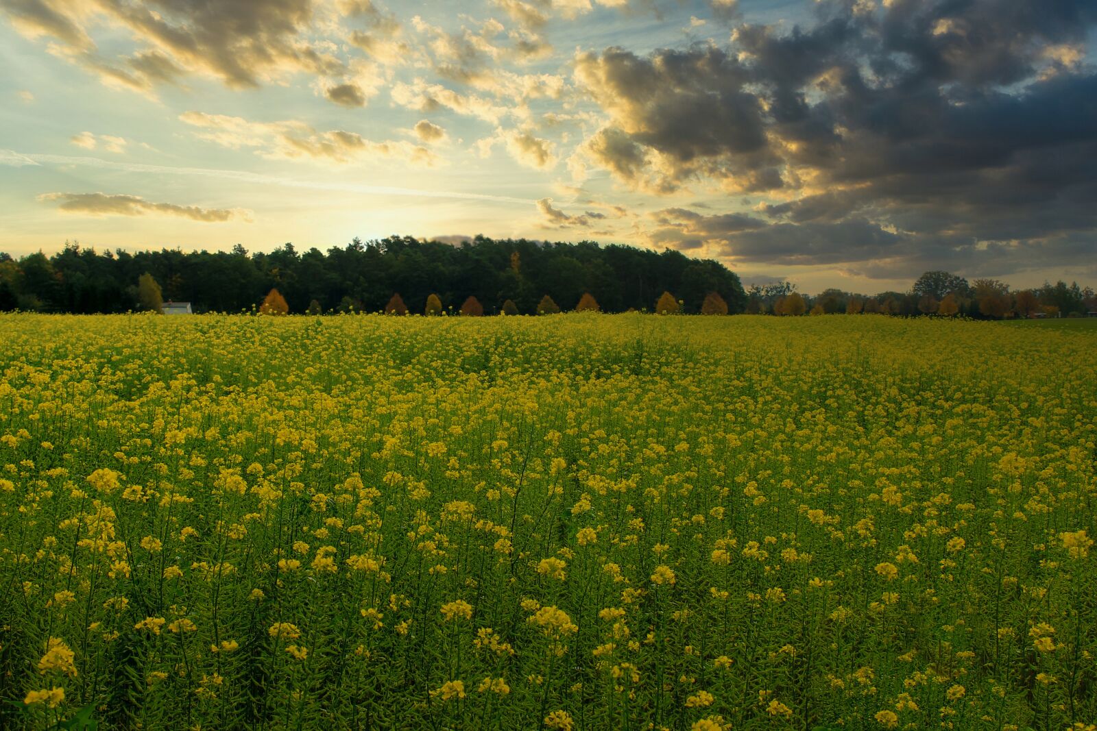 Canon EOS 1100D (EOS Rebel T3 / EOS Kiss X50) sample photo. Autumn, mustard, field photography