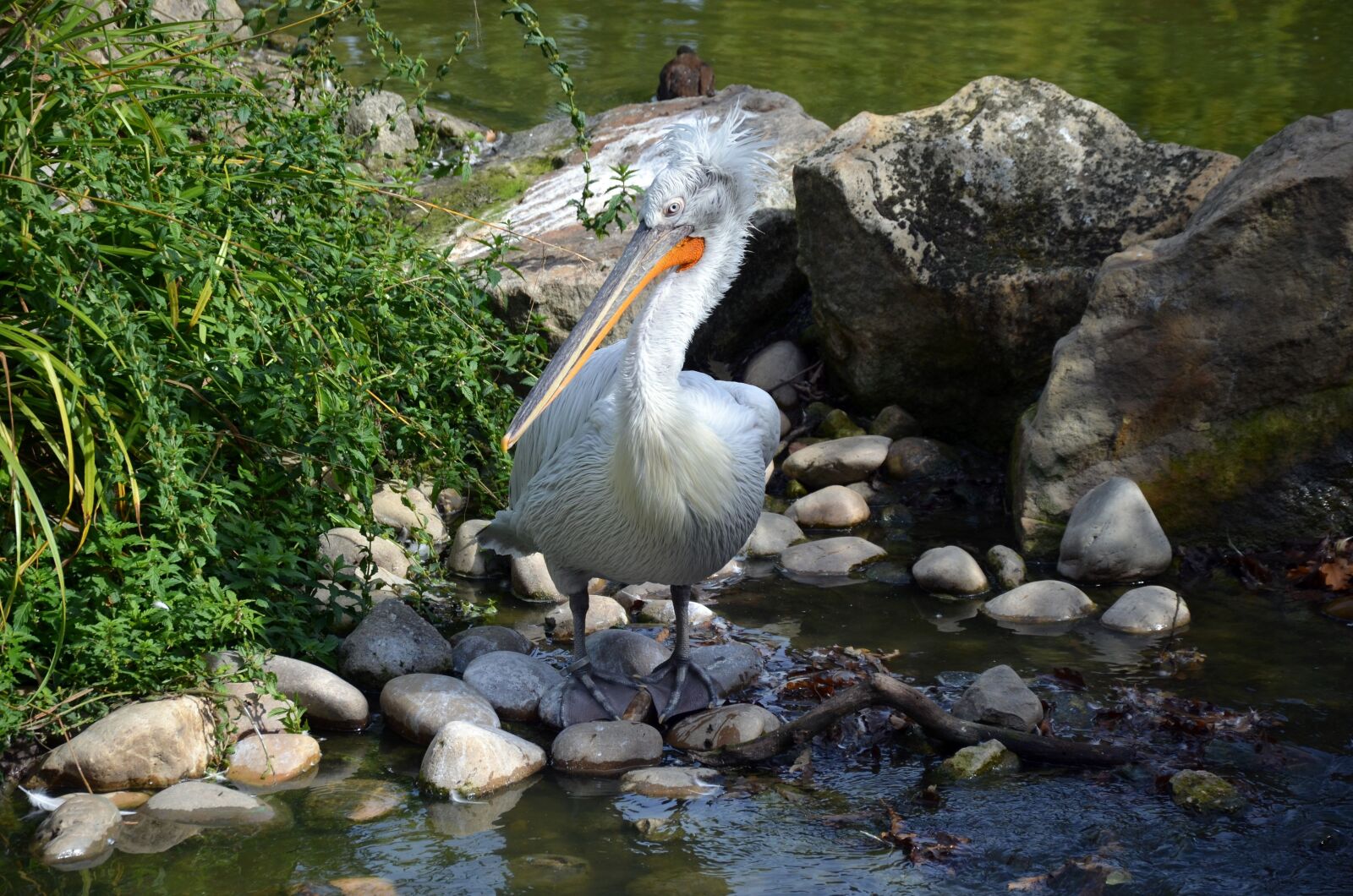 Nikon D5100 sample photo. Bird, zoo, nature photography