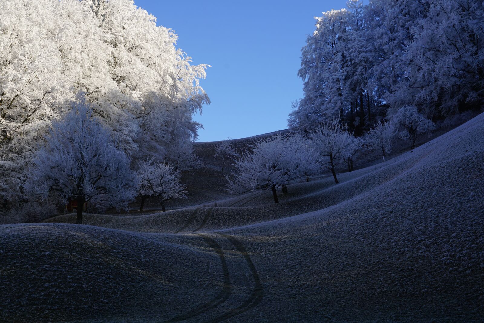 Sony a7R II + Sony FE 24-240mm F3.5-6.3 OSS sample photo. Trees, hoarfrost, wintry photography
