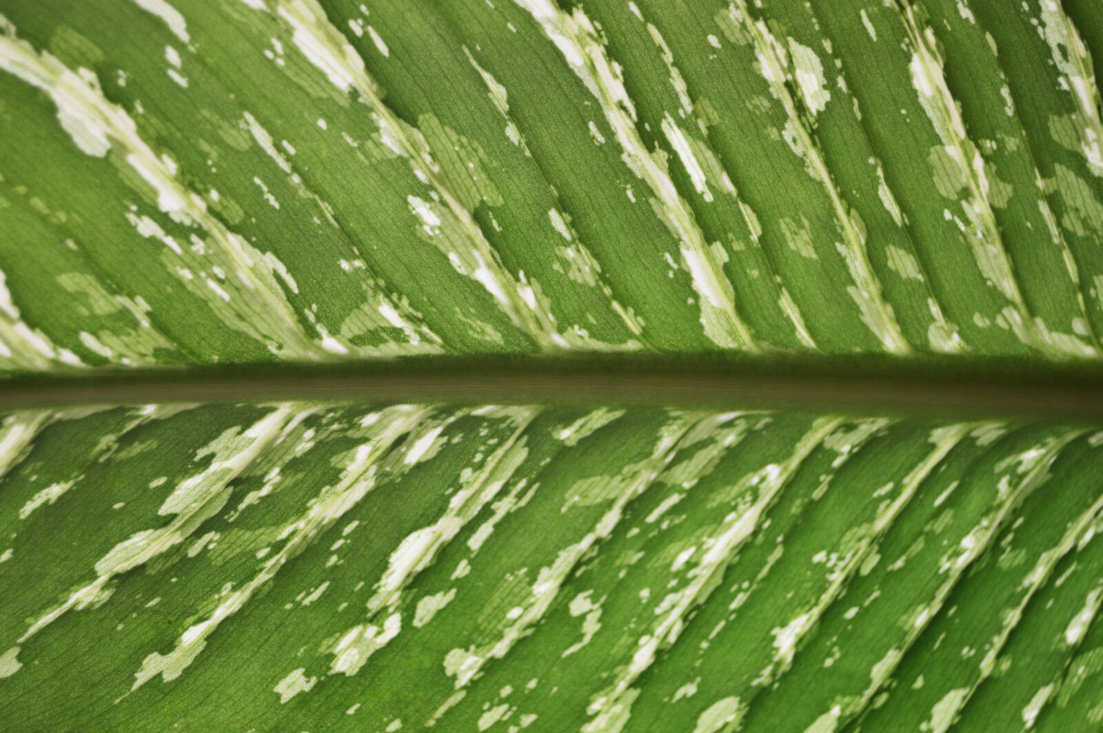 Nikon D3200 sample photo. Close, up, focus, leaf photography