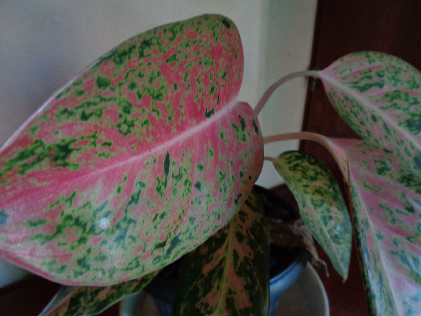 Sony Cyber-shot DSC-W830 sample photo. Plant, fresh, green photography