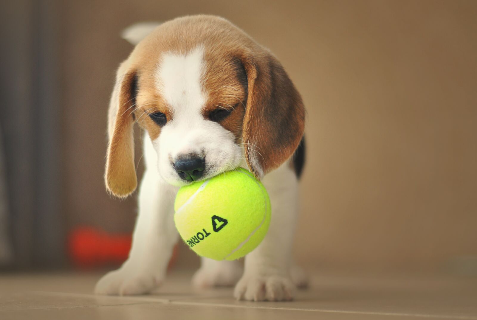 Nikon D90 sample photo. Puppy, dog, beagle photography