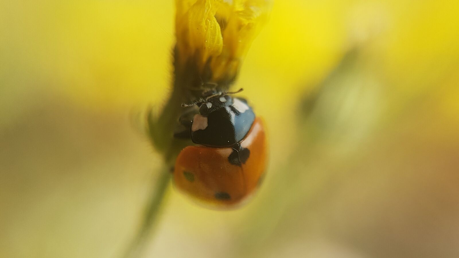 Samsung Galaxy S7 sample photo. Ladybug, beetle, nature photography