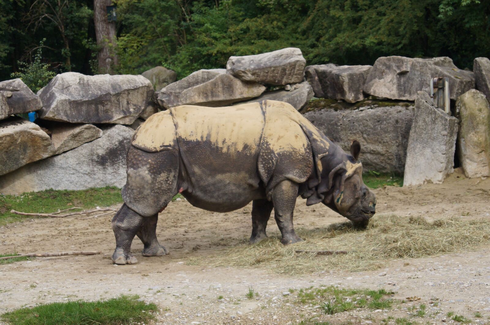 Sony SLT-A37 sample photo. Rhino, zoo, animal photography