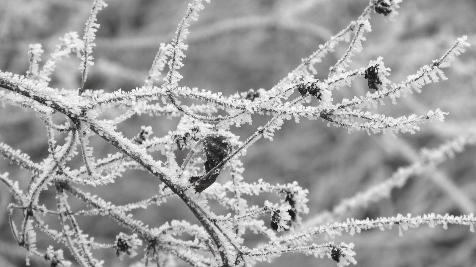 Nikon Coolpix P610 sample photo. Frost, winter, plant with photography