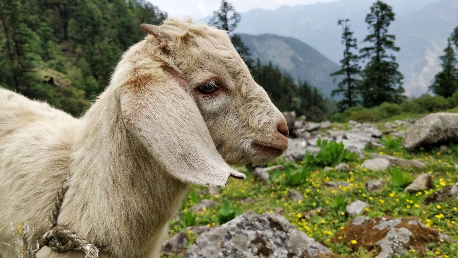 OnePlus 5 sample photo. Goat, animal, nature photography