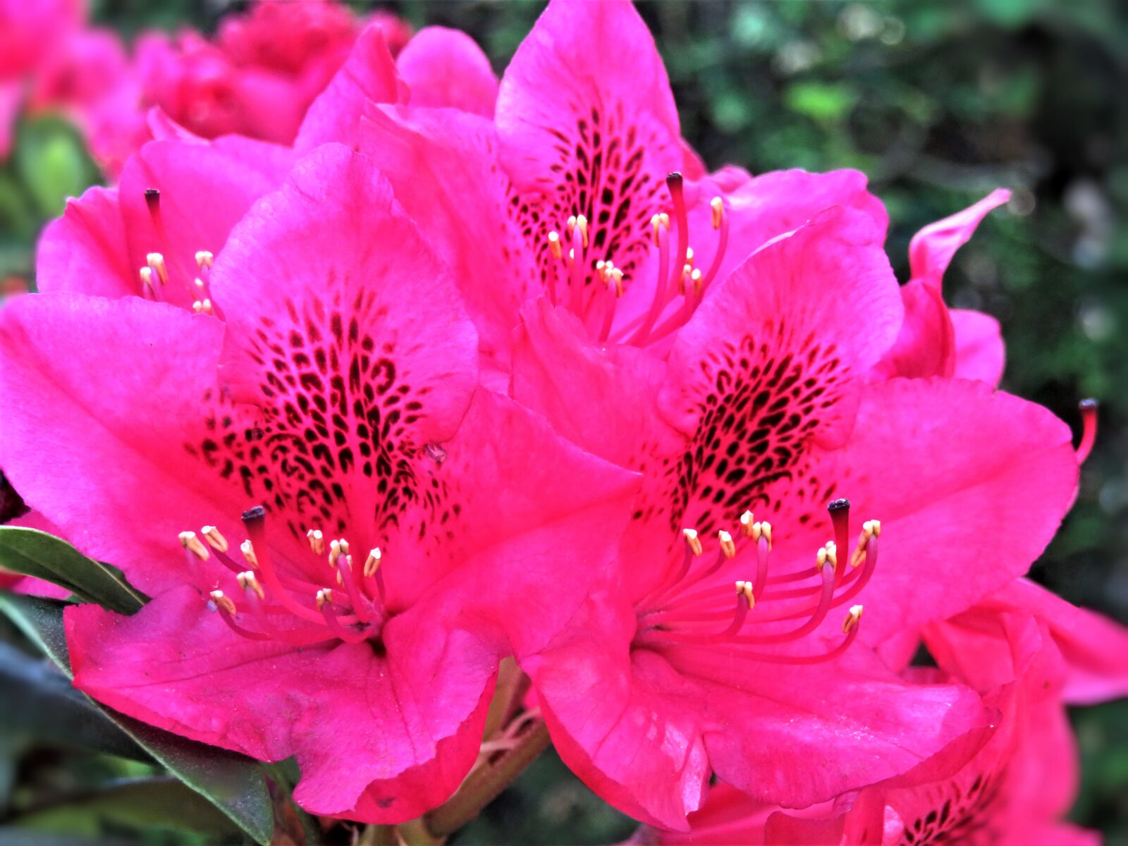 Canon PowerShot SX710 HS sample photo. Plant, rhododendron, ornamental shrub photography