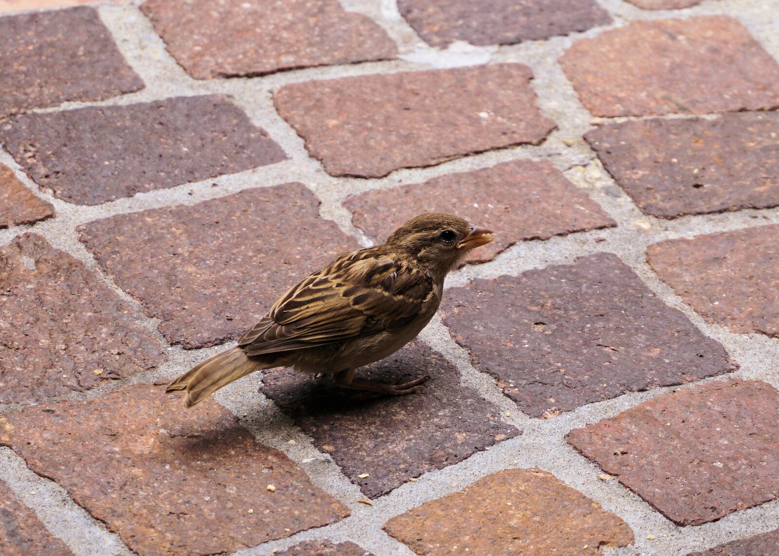 Sony a6000 sample photo. Bird, sparrow, nature photography