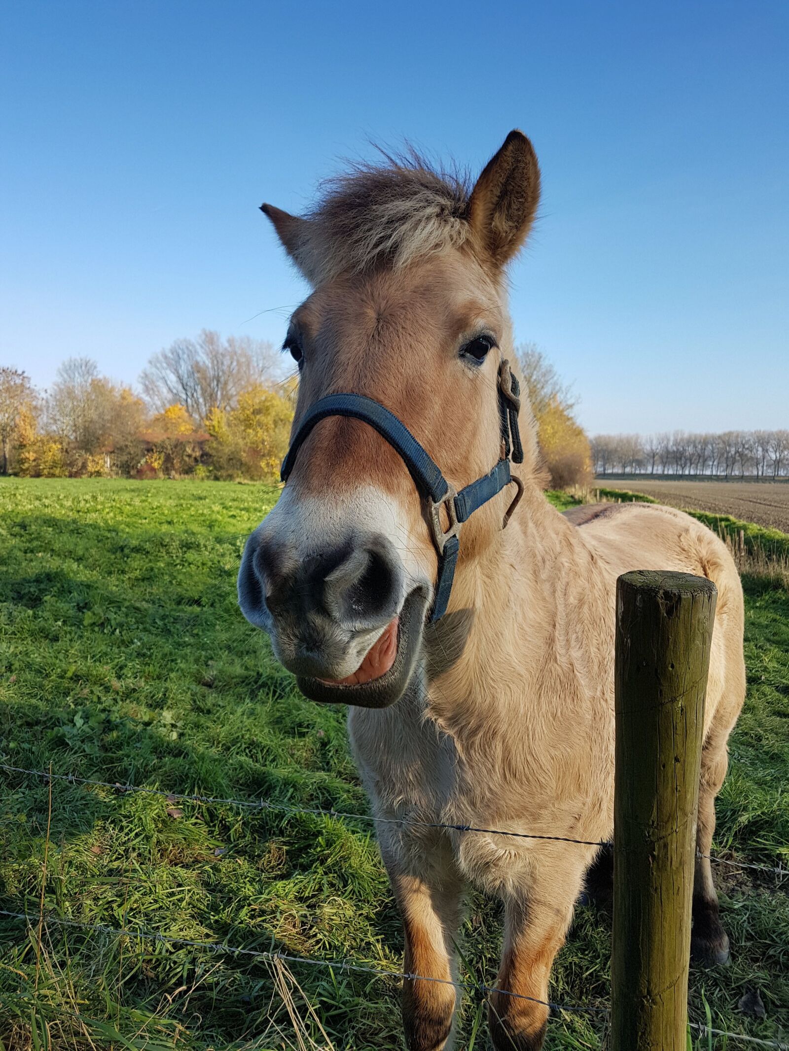 Samsung Galaxy S7 sample photo. Pony, countryside, horses photography