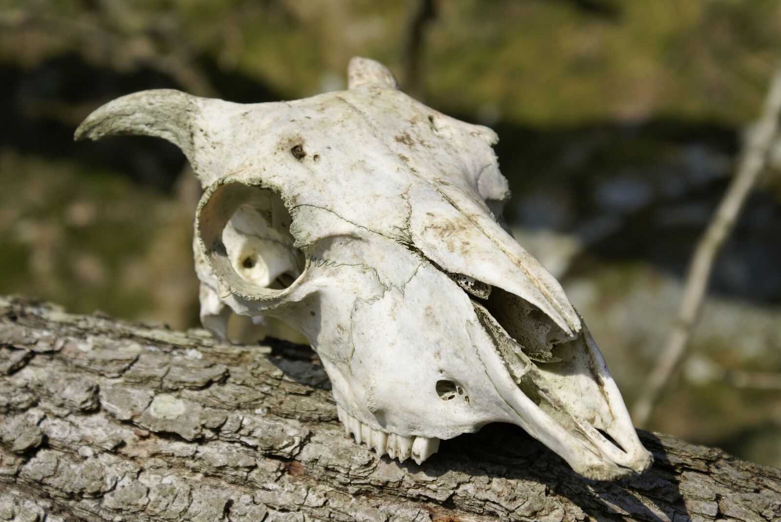 Sony Alpha DSLR-A100 sample photo. Skull, skeleton, sheep photography