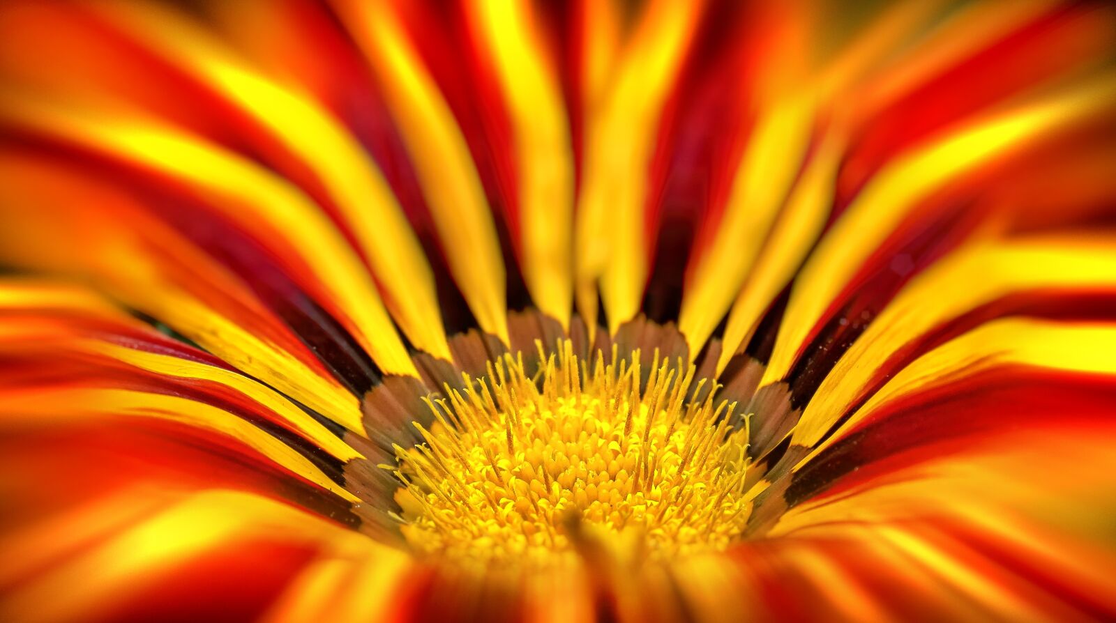 Canon EOS 50D sample photo. Gazanie, close up, pano photography