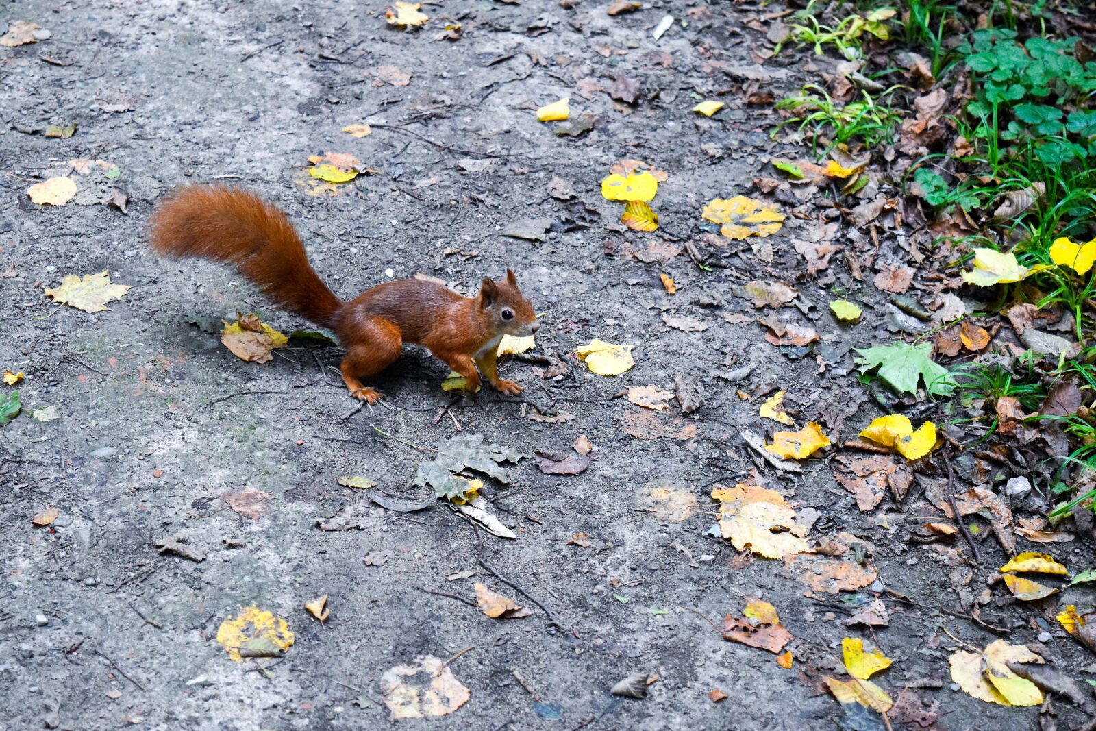Nikon D5300 sample photo. Squirrel, forest, leaves photography