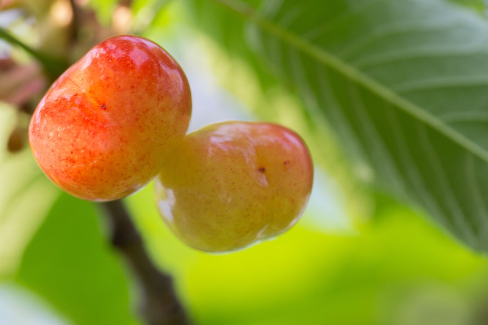 Canon EF-S 60mm F2.8 Macro USM sample photo. Cherry, access, fruit photography