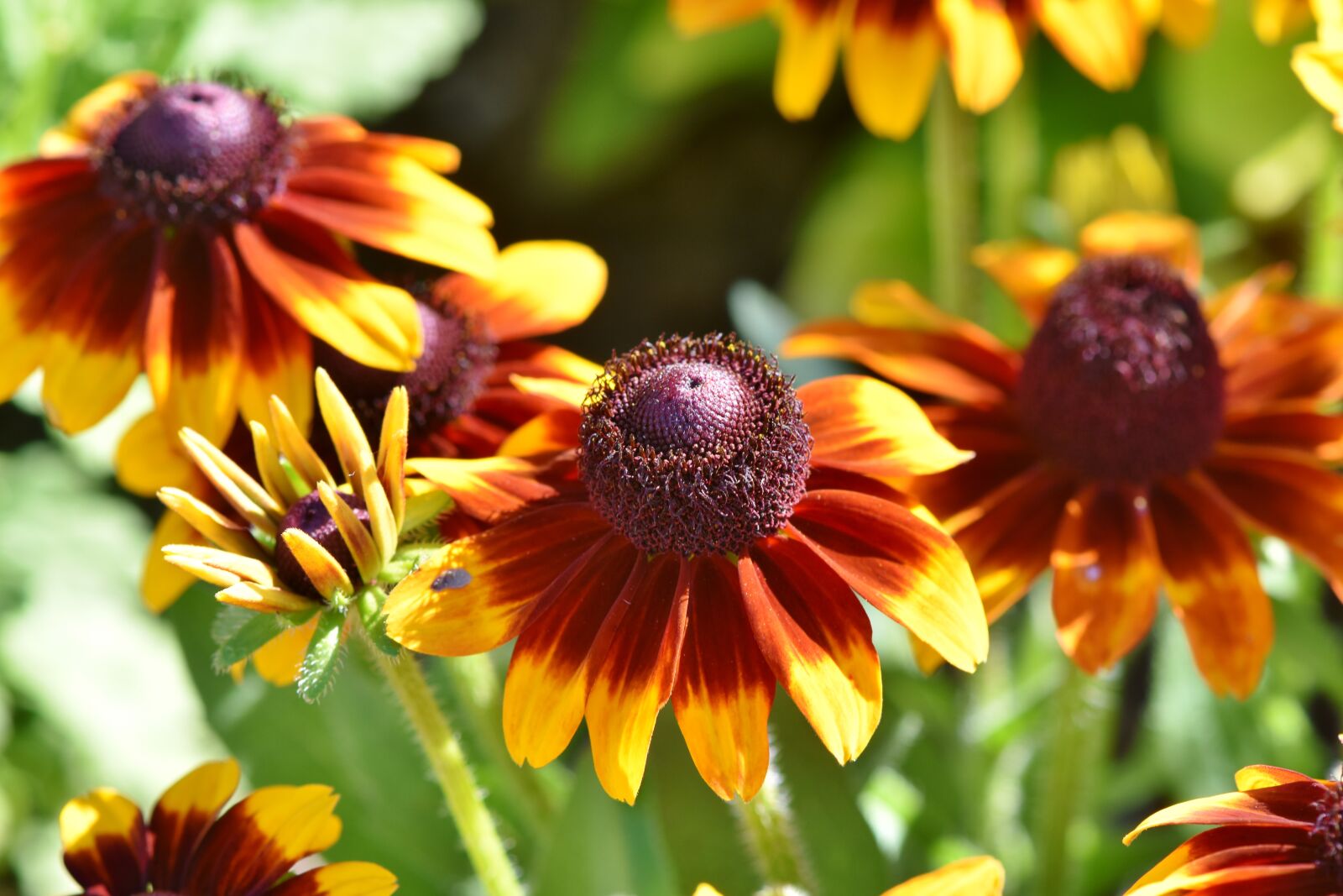 Nikon D7200 sample photo. Coneflower, blossom, bloom photography
