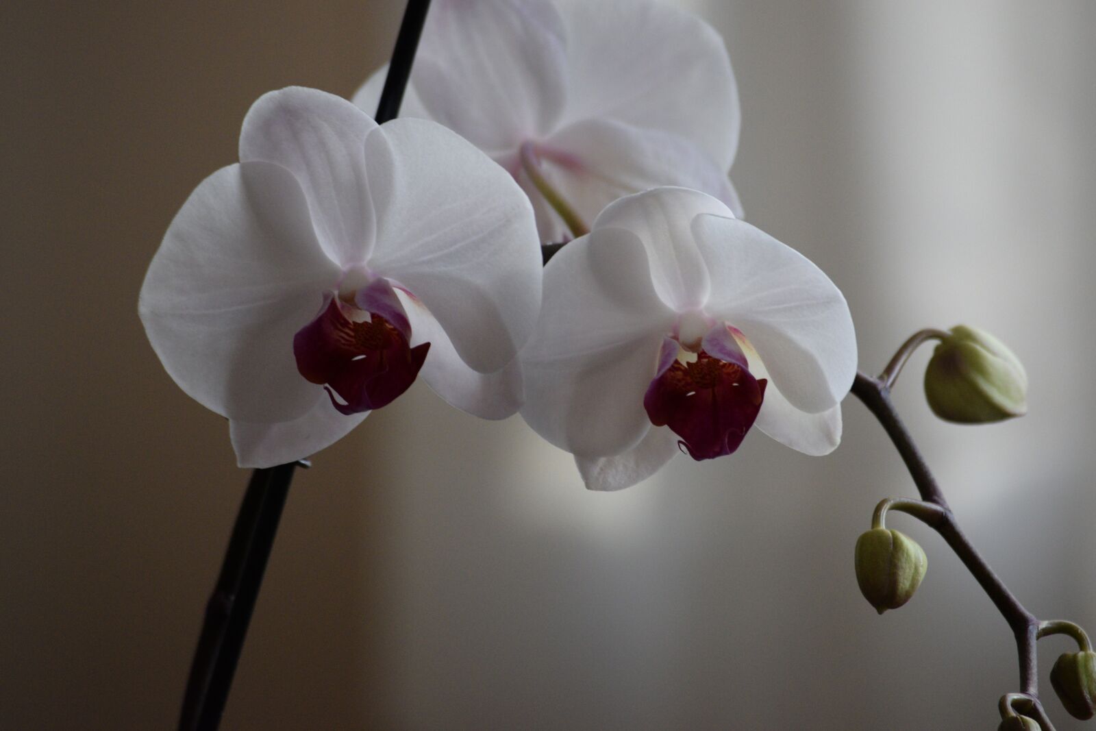 Nikon D3300 sample photo. Orchid, flower, bloom photography