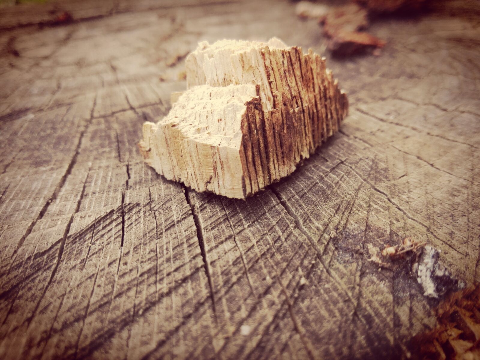 HUAWEI P8 Lite sample photo. Wood, forest, trees photography