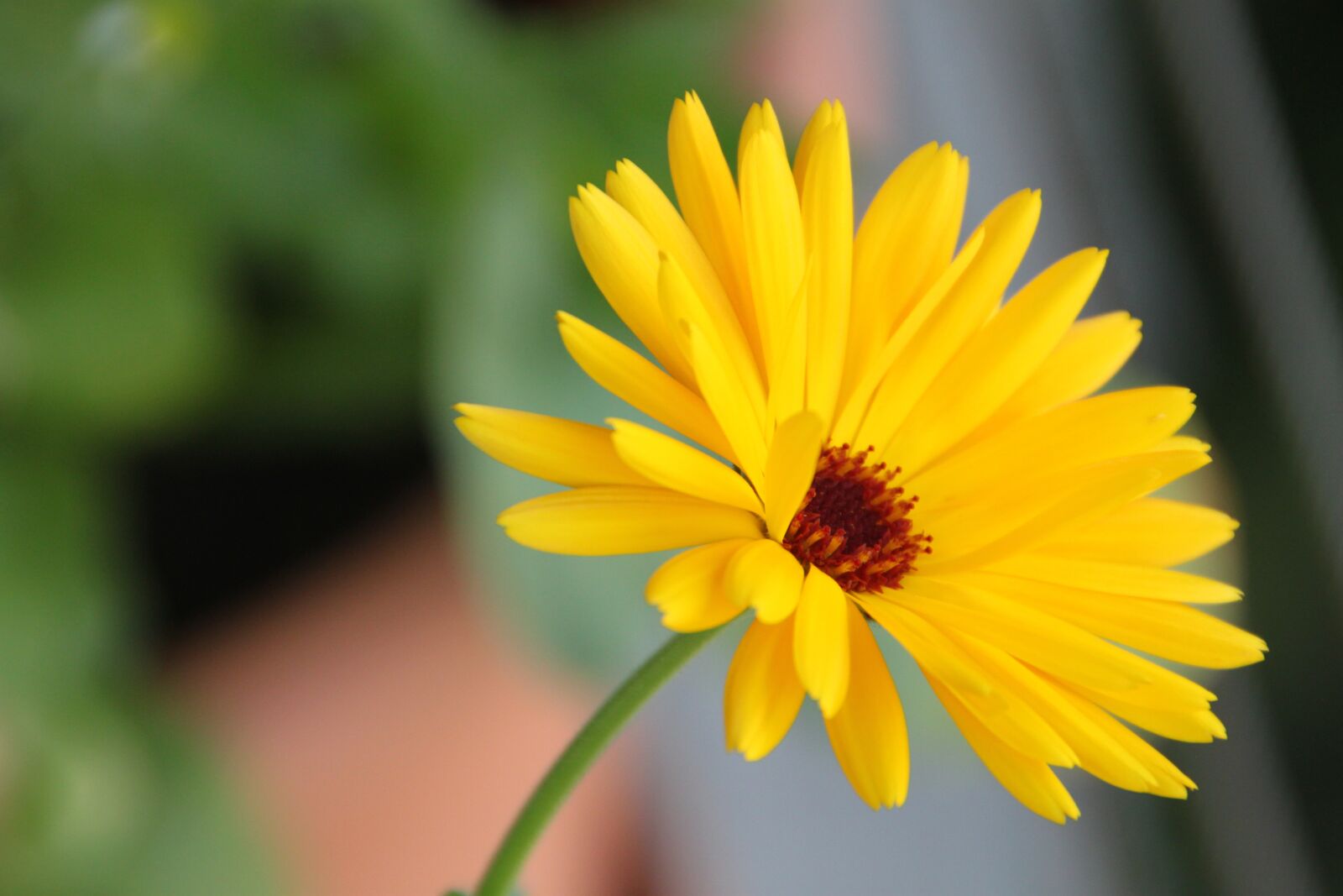 Canon EOS 500D (EOS Rebel T1i / EOS Kiss X3) sample photo. Marigold, yellow, blossom photography