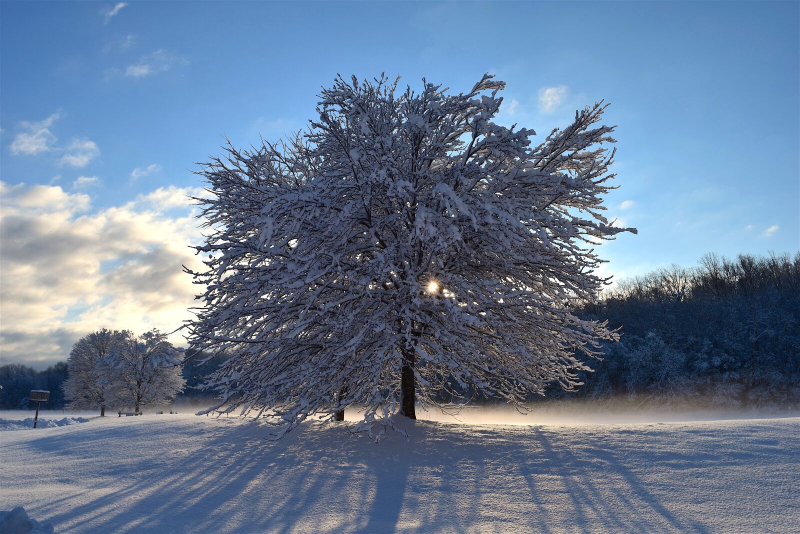 Nikon D3300 sample photo. Snow, tree, sunlight photography