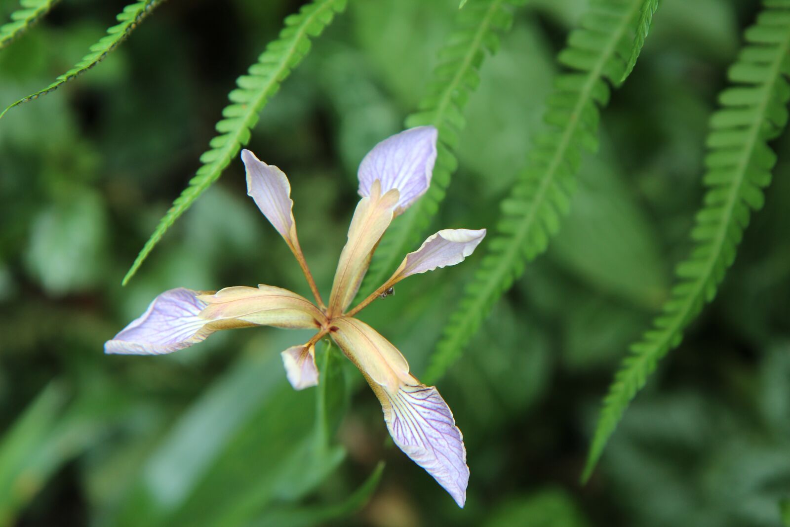 Canon EOS 600D (Rebel EOS T3i / EOS Kiss X5) sample photo. Iris, iris wild, iris photography