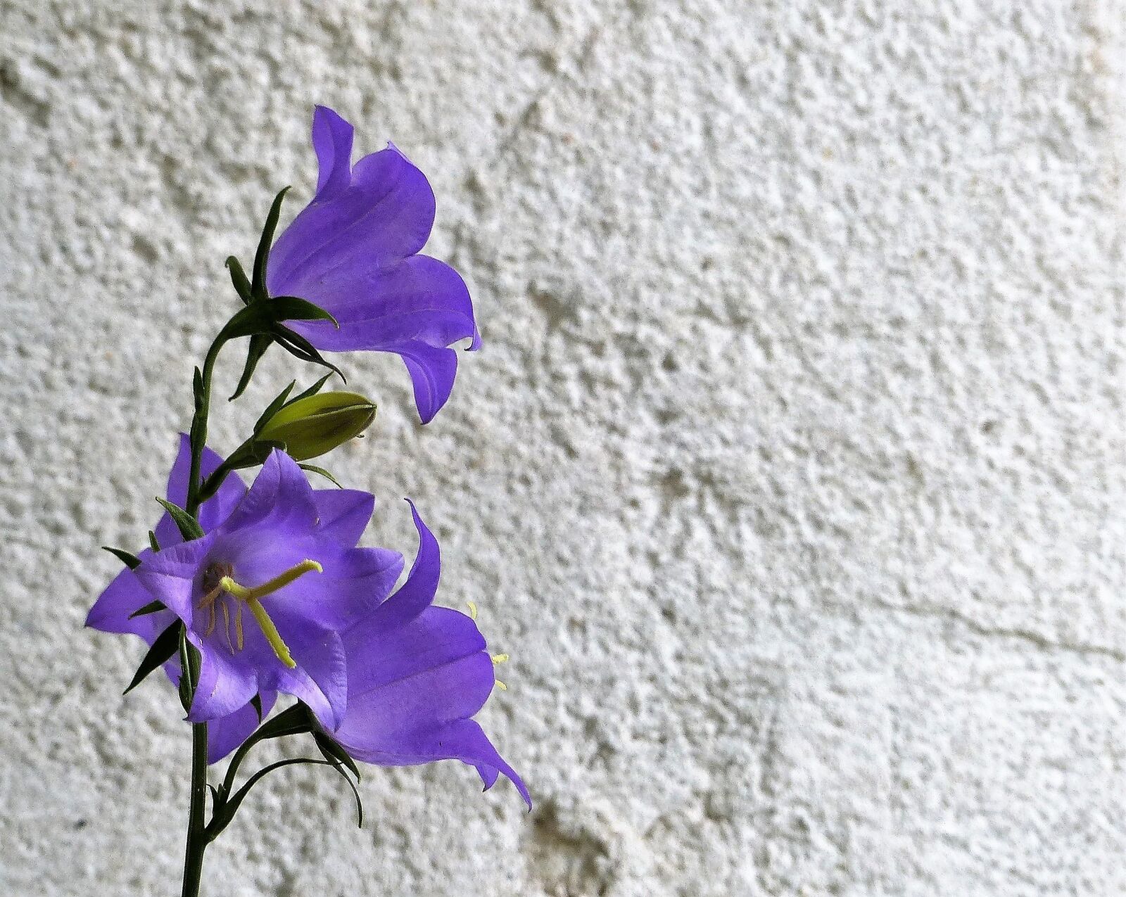 Panasonic Lumix DMC-FZ200 sample photo. Bellflower, blue, flower photography
