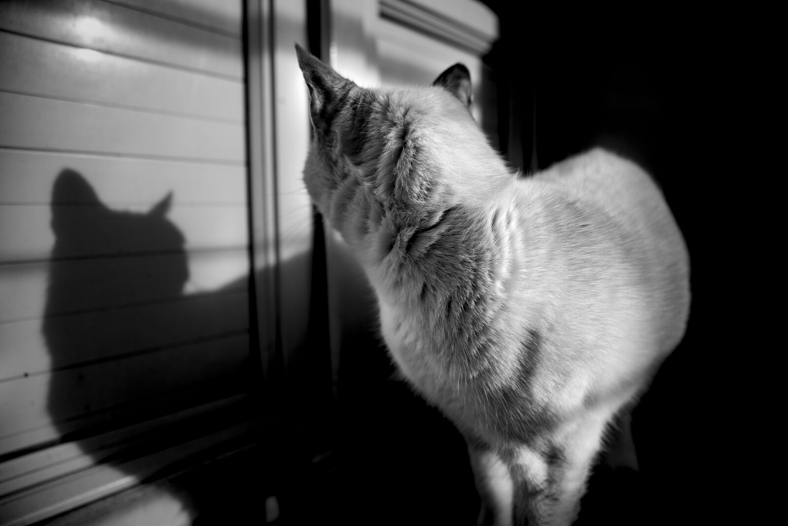 Canon 24-70mm F2.8 DG OS HSM | Art 017 sample photo. Cat, fur, animals photography