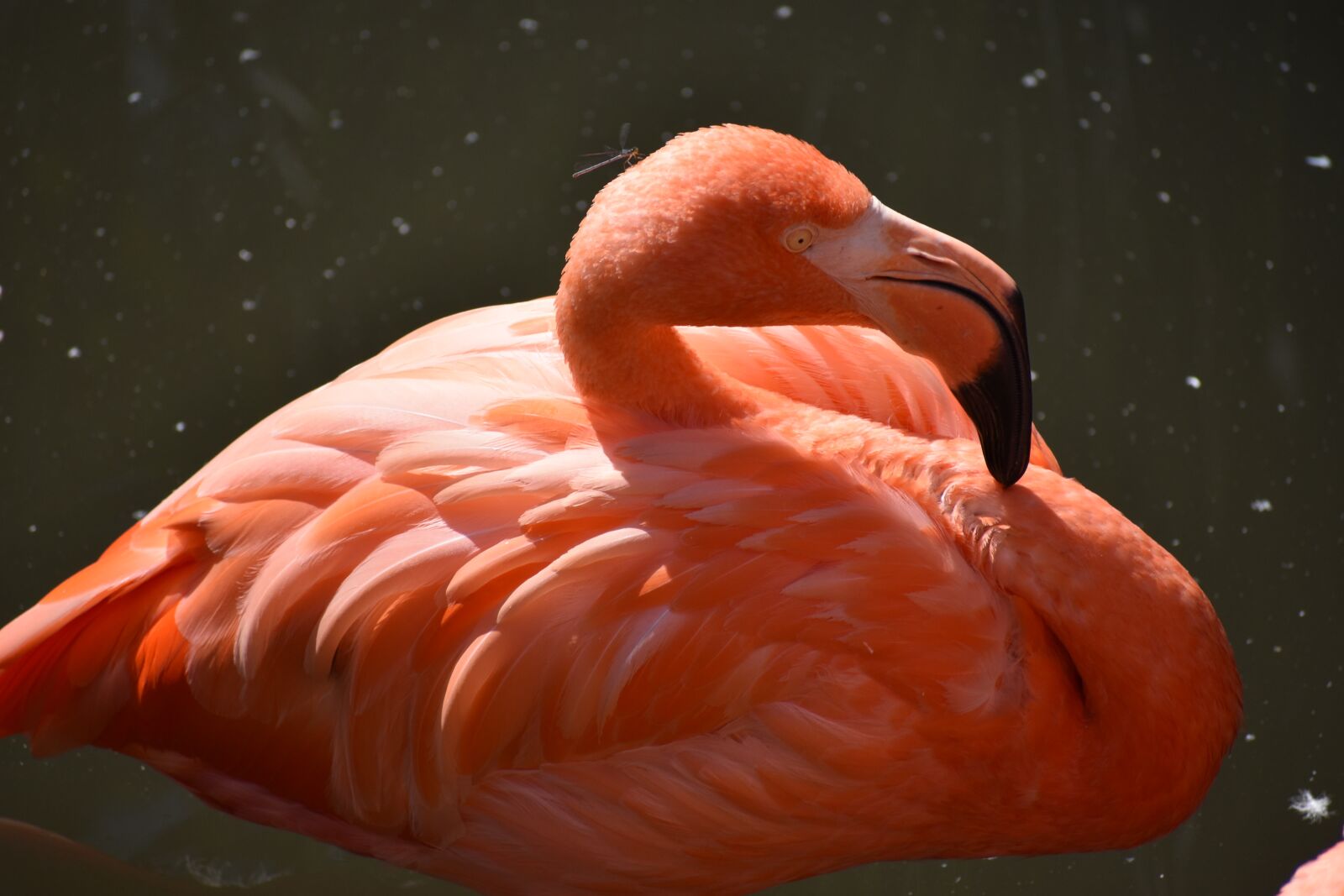 Nikon D3400 sample photo. Animal, zoo, flamingo photography