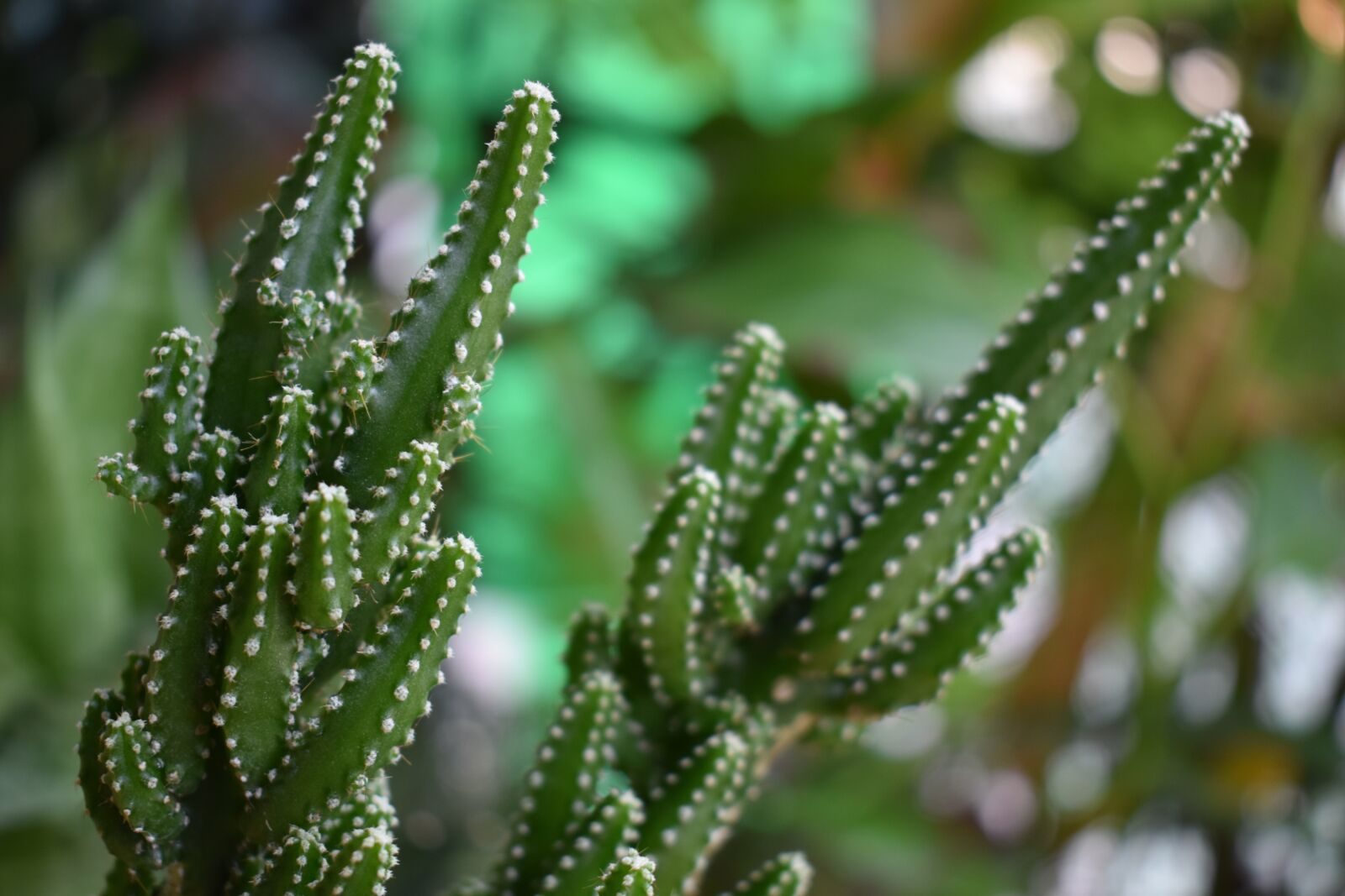 Nikon D5600 sample photo. Minicestus, cestus, tree photography