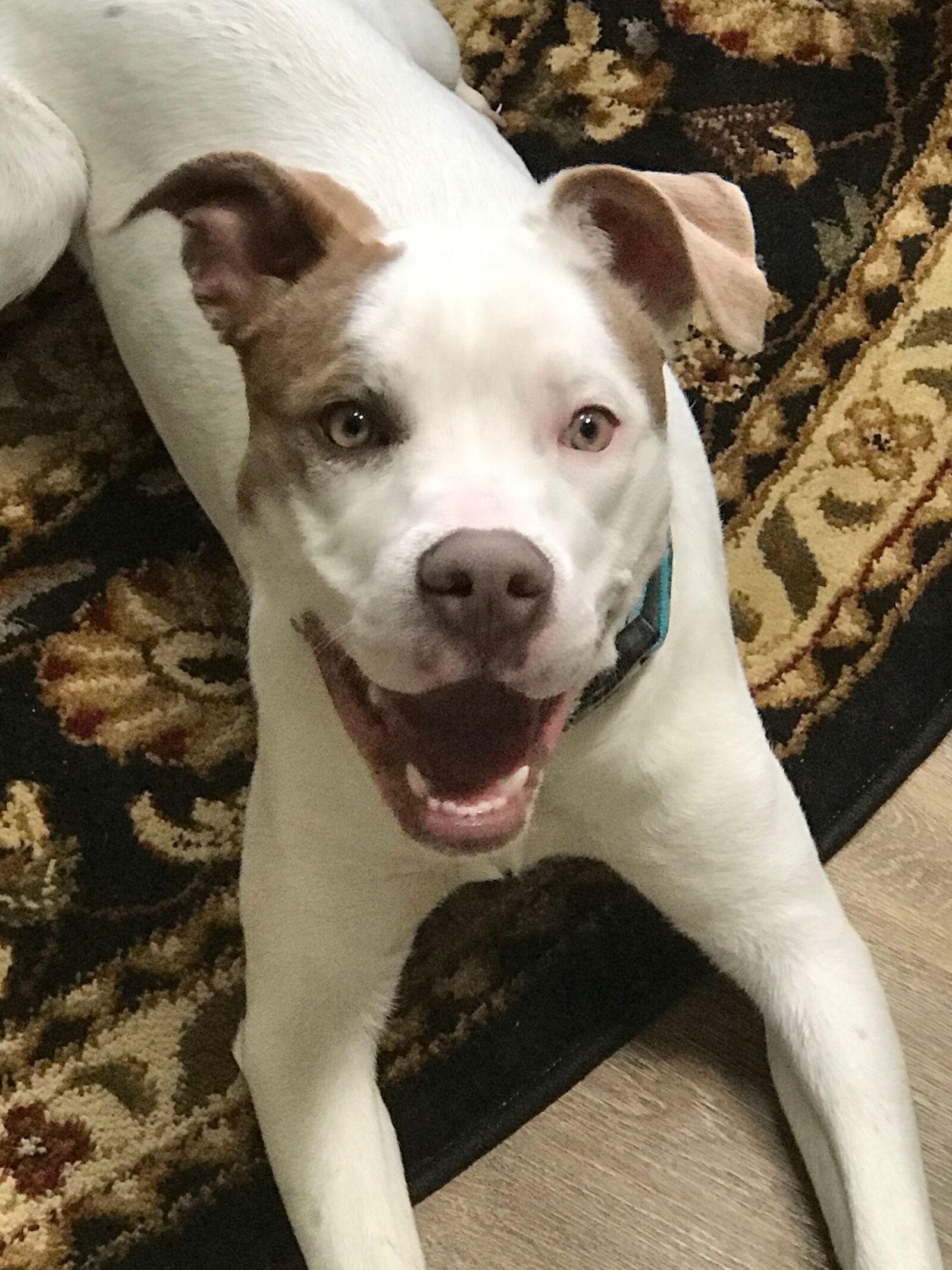 Apple iPhone 7 Plus sample photo. Dog, pitbull, adoption photography