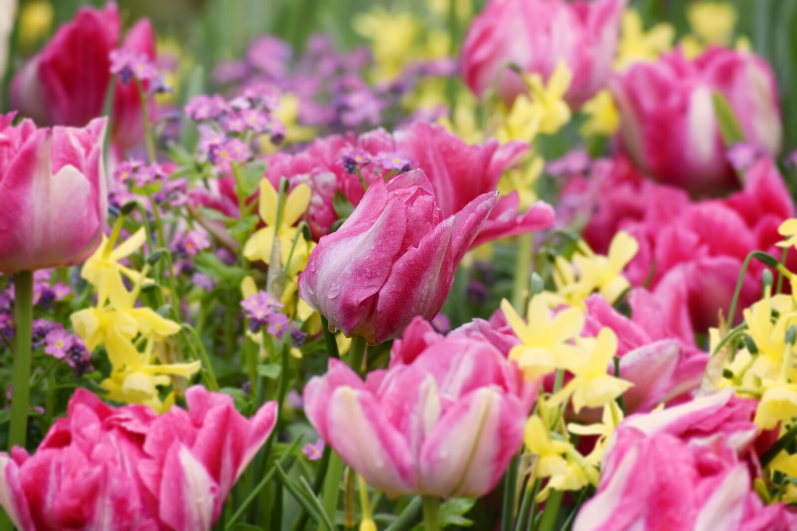 Nikon D5300 sample photo. Tulips, osterglocken, daffodils photography