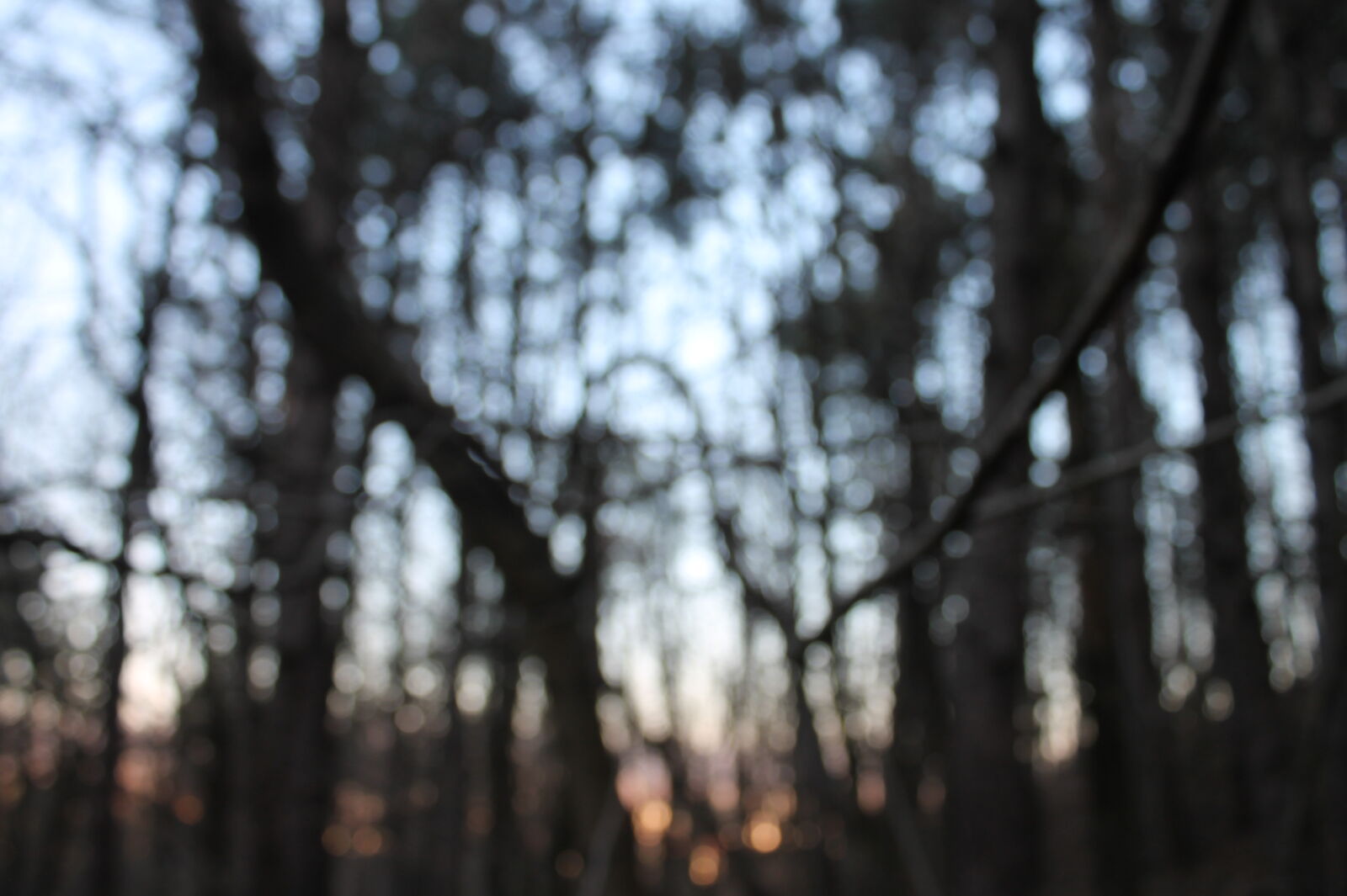 Canon EOS 1100D (EOS Rebel T3 / EOS Kiss X50) sample photo. Forest photography