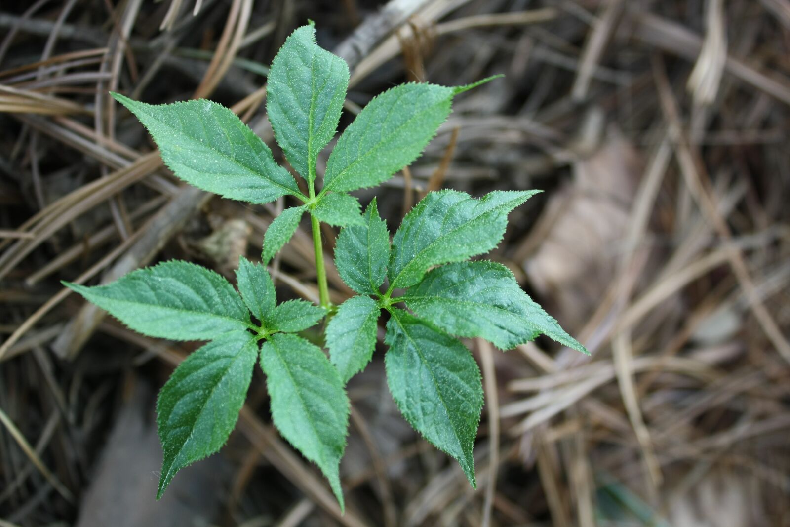 Canon EOS 1000D (EOS Digital Rebel XS / EOS Kiss F) sample photo. Sansam, plants, bud photography
