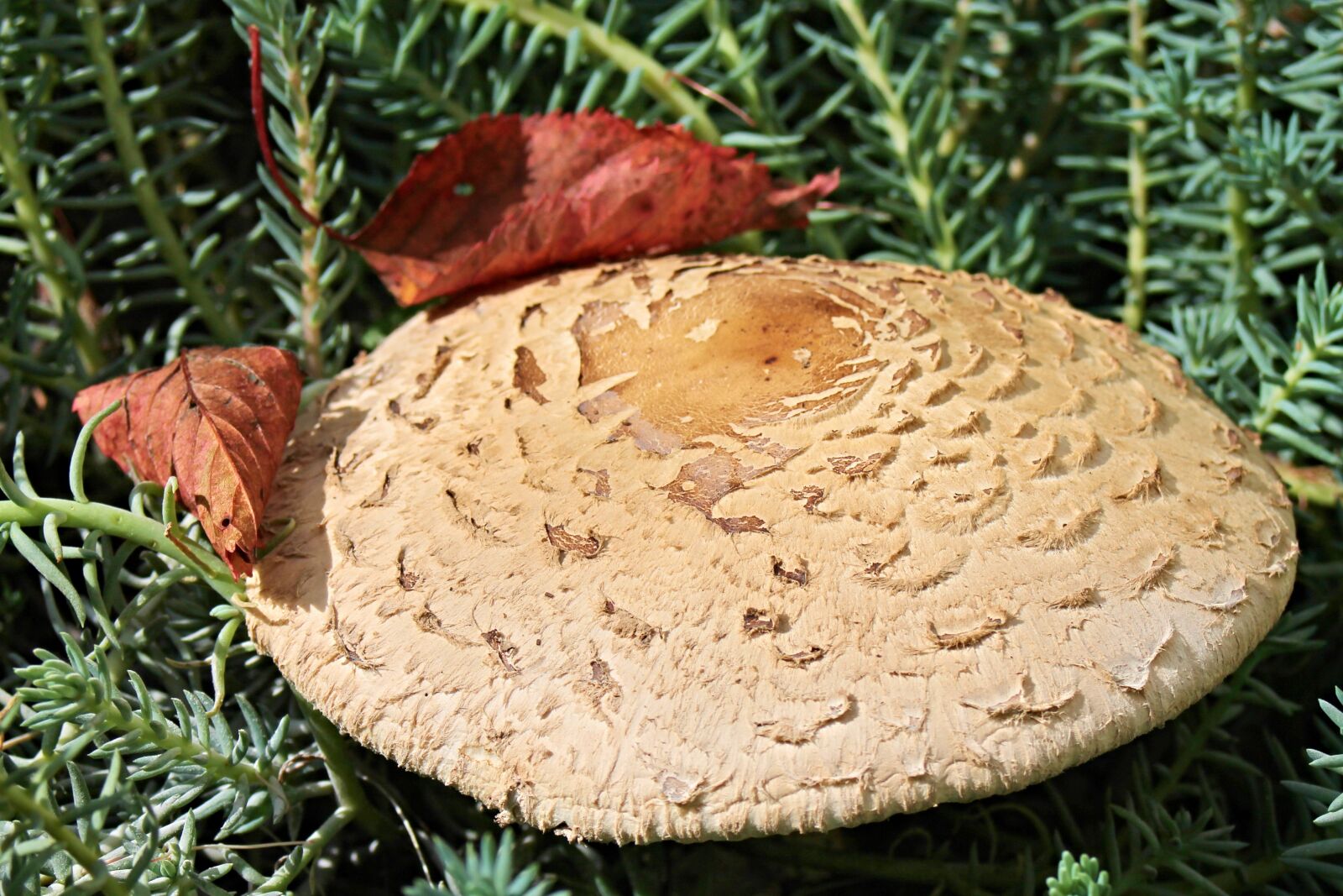 Canon EOS 1100D (EOS Rebel T3 / EOS Kiss X50) + Canon EF 28-80mm f/3.5-5.6 sample photo. Parasol, screen fungus, mushroom photography