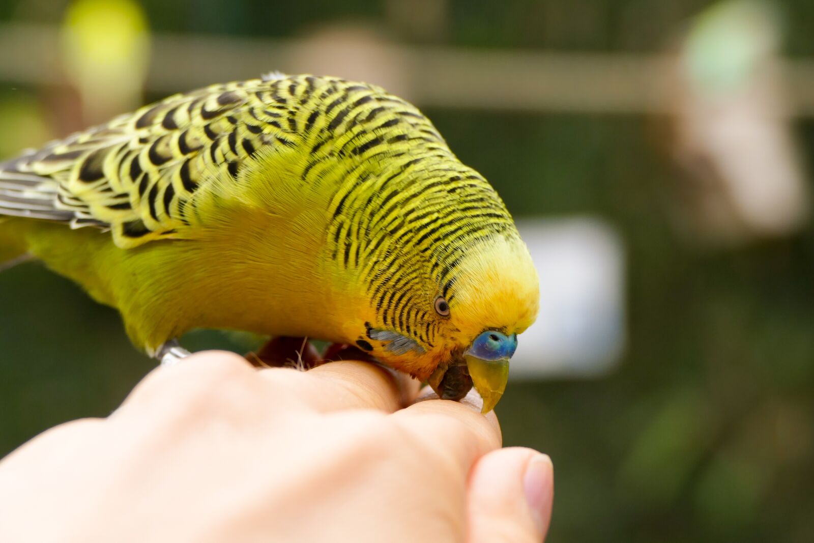 Panasonic Lumix DMC-FZ1000 sample photo. Budgie, bill, bird photography