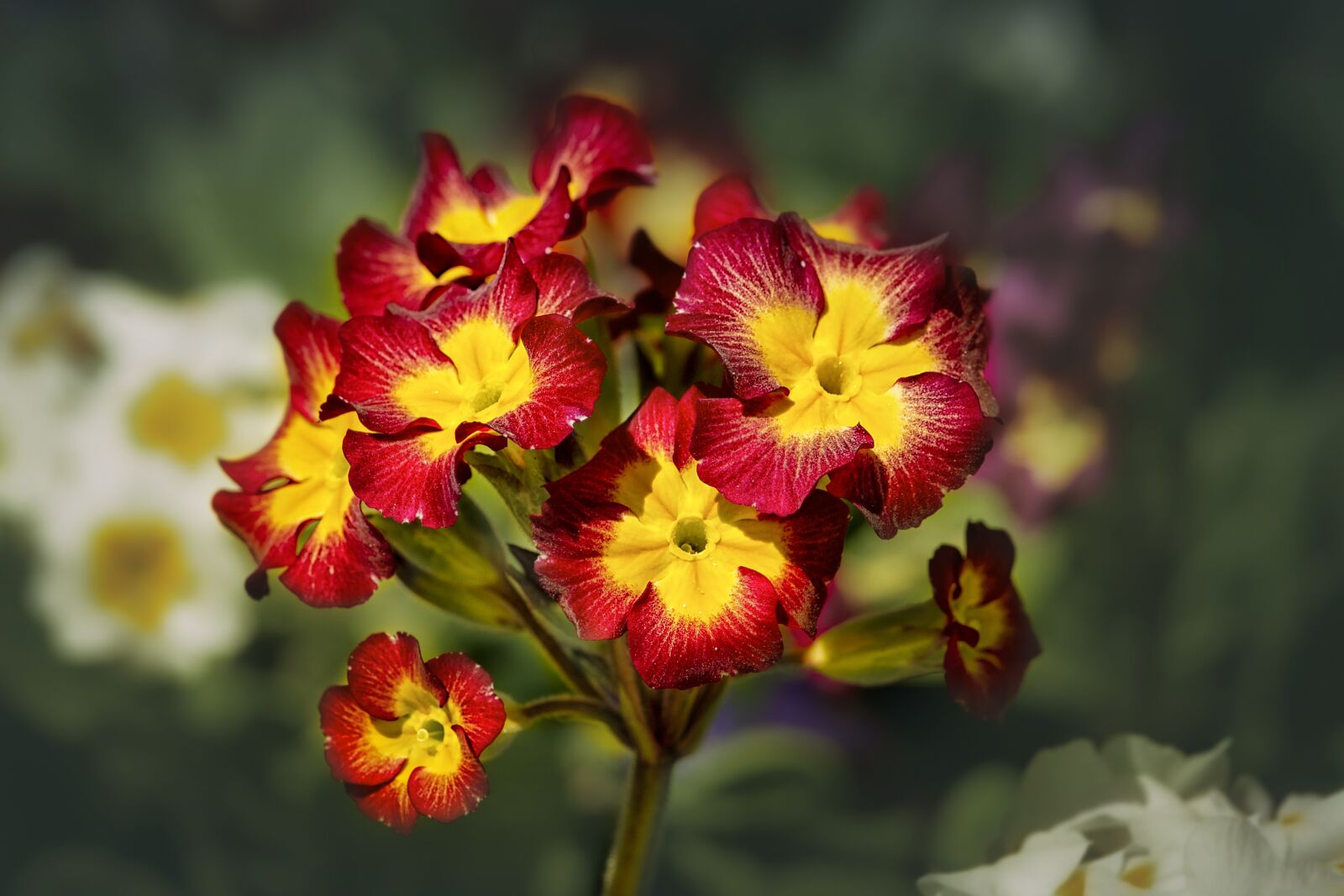 Nikon D3S sample photo. Flower, primula, garden photography