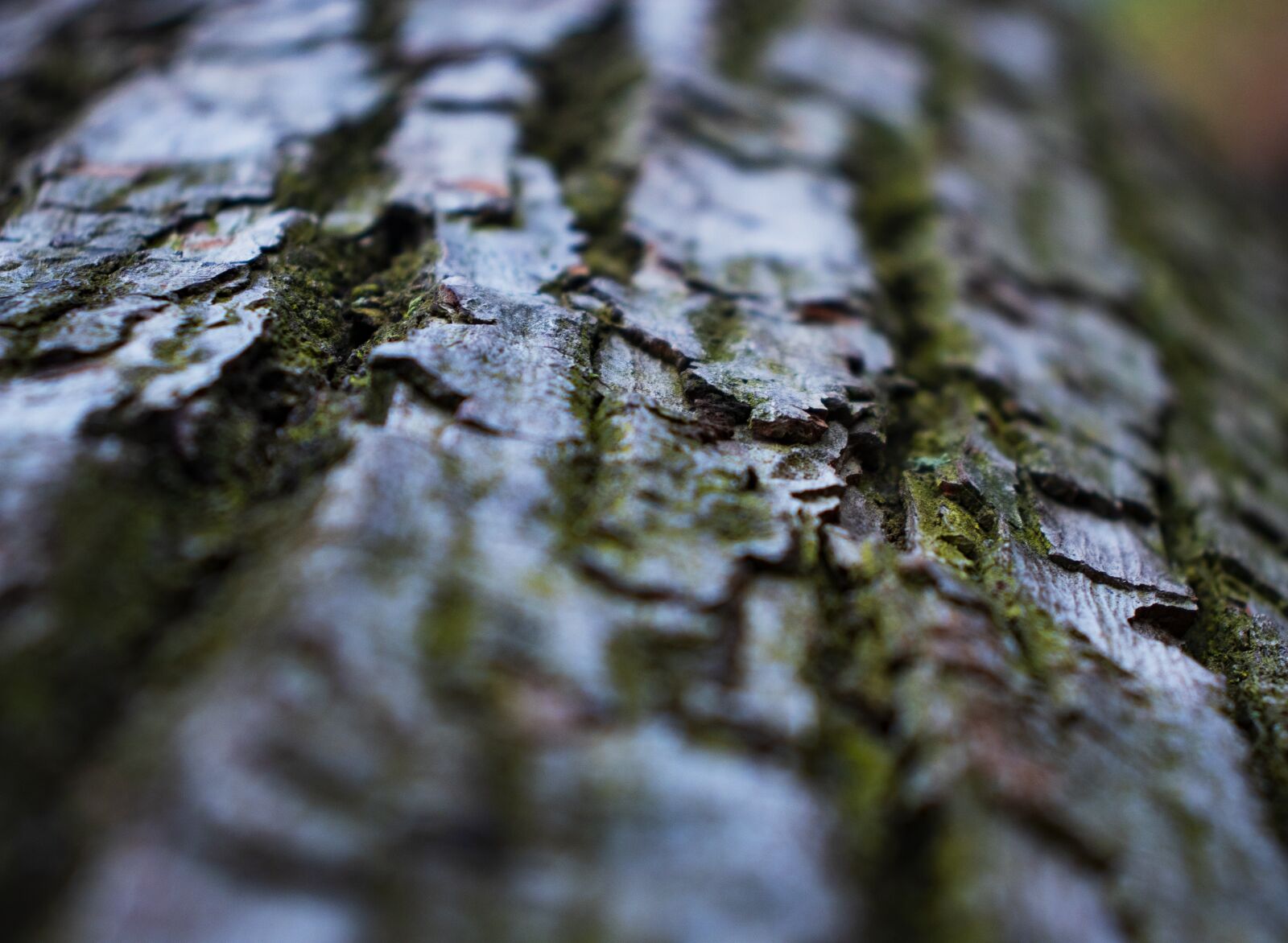 Canon EOS 200D (EOS Rebel SL2 / EOS Kiss X9) sample photo. Moss, tree, plant photography