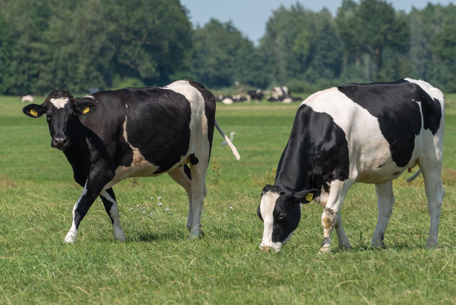 Nikon D750 sample photo. Cows, grass, nature photography