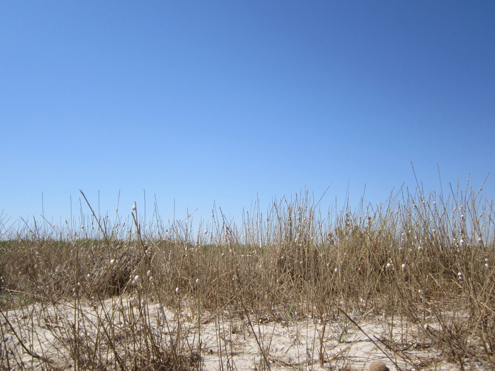 Canon PowerShot A3200 IS sample photo. Beach, dune, grass photography