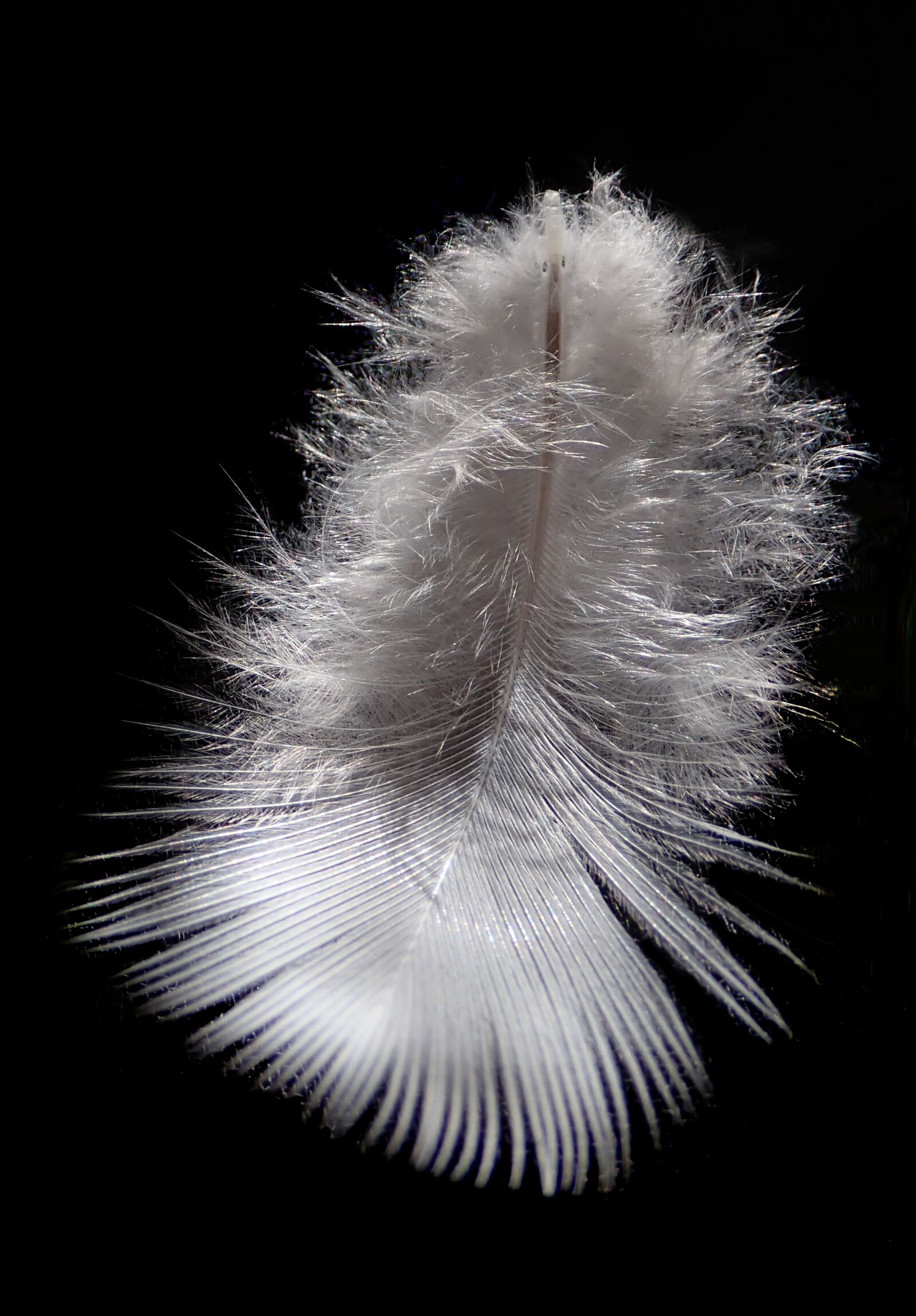 Olympus TG-5 sample photo. Feather, bird, white photography